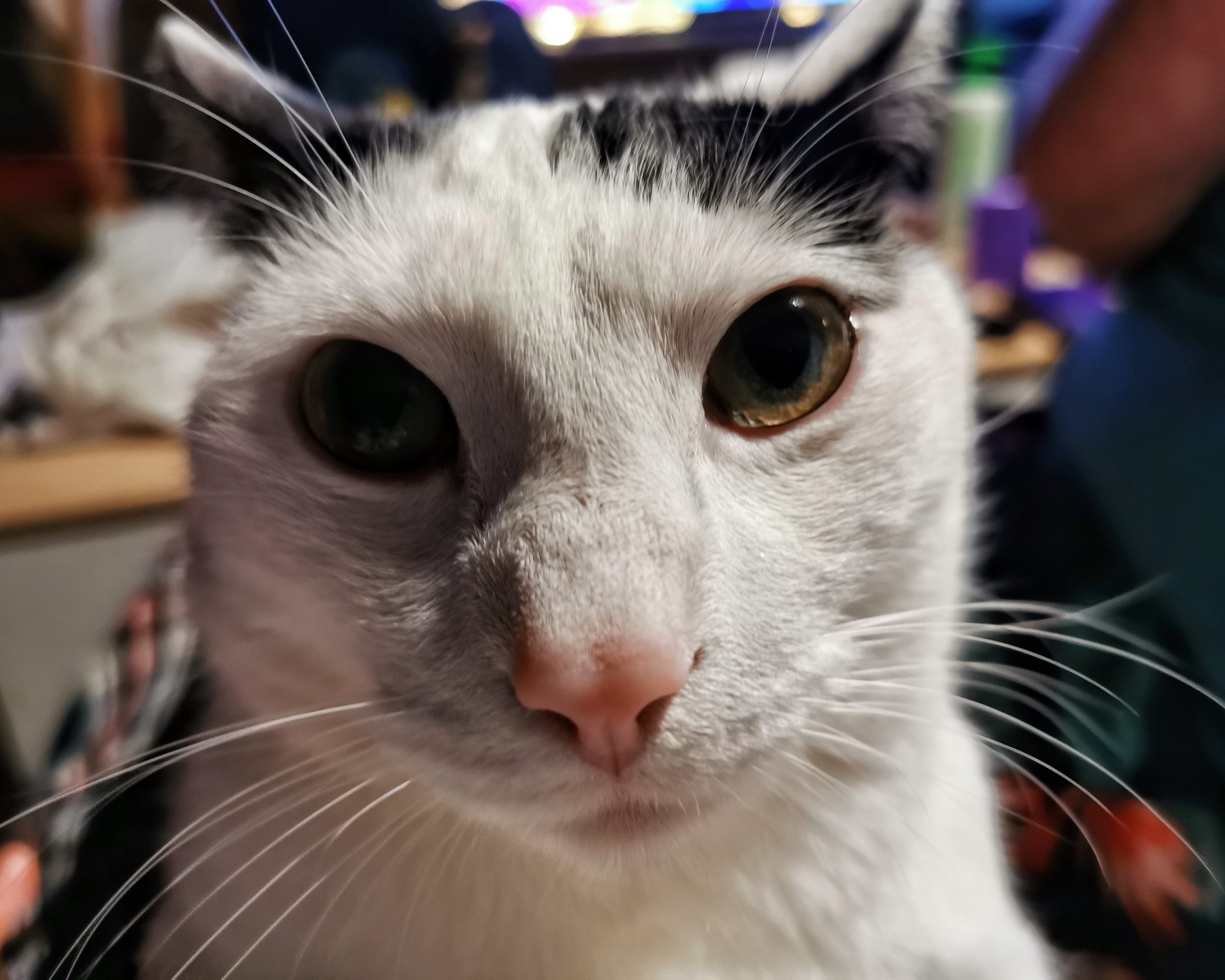 Katu Begirada – Mirada Gatuna 18 | Aventuras y Travesuras de Max El Travieso un Gato Juguetón