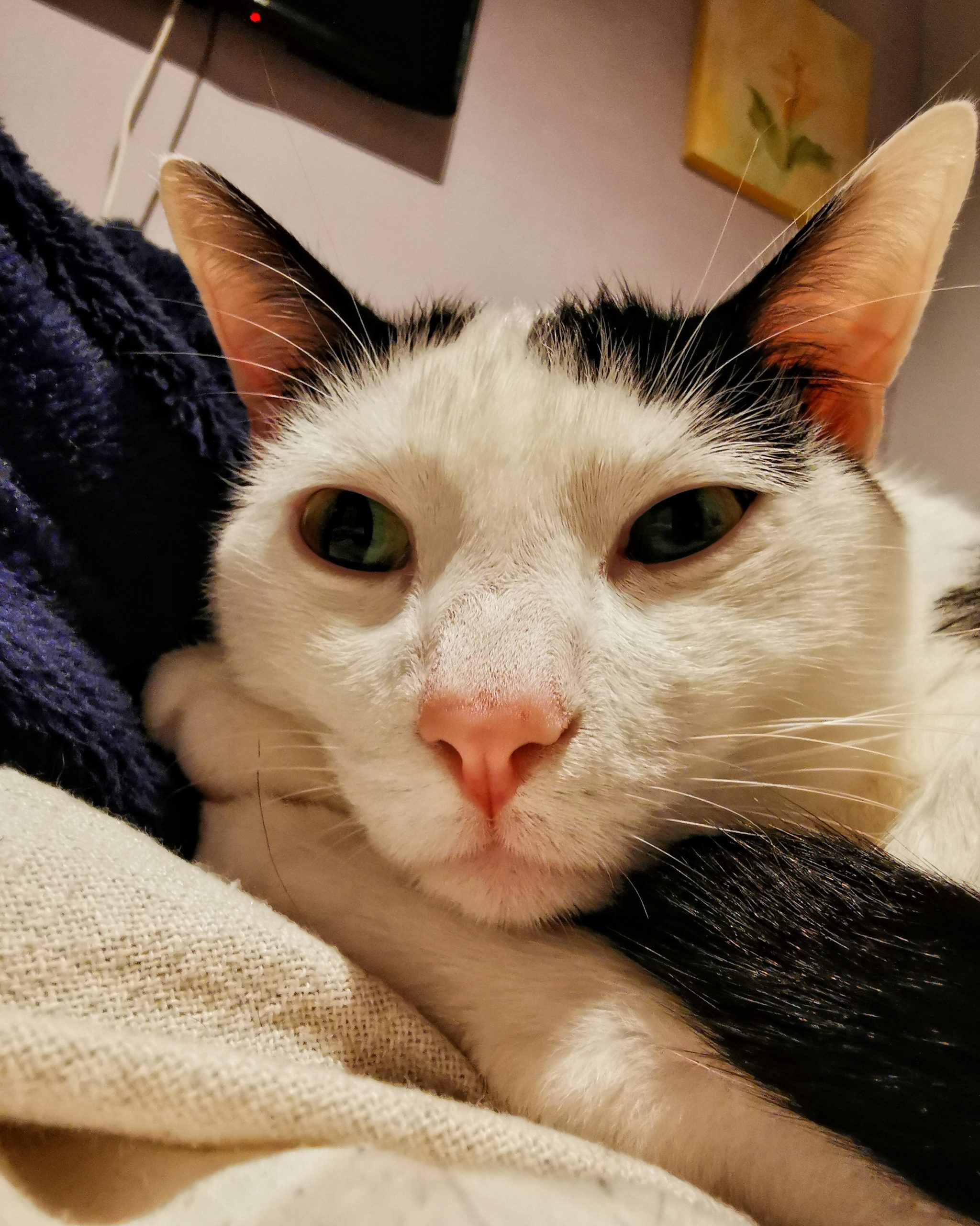 Katu Begirada – Mirada Gatuna 20 | Aventuras y Travesuras de Max El Travieso un Gato Juguetón