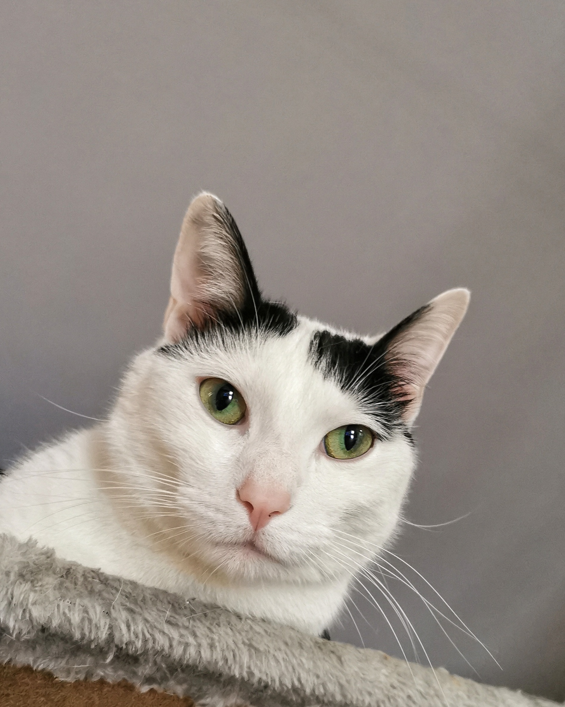 Katu Begirada – Mirada Gatuna 21 | Aventuras y Travesuras de Max El Travieso un Gato Juguetón