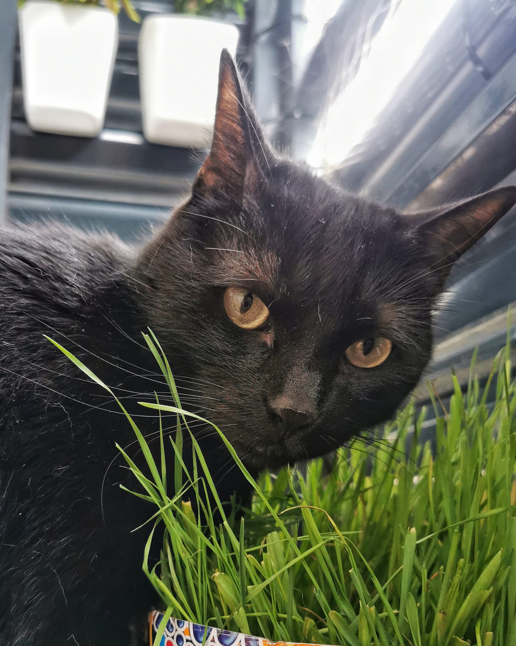 El hermano mayor | Las Aventuras de Beltza La Pantera Negra | Ibarakaldo