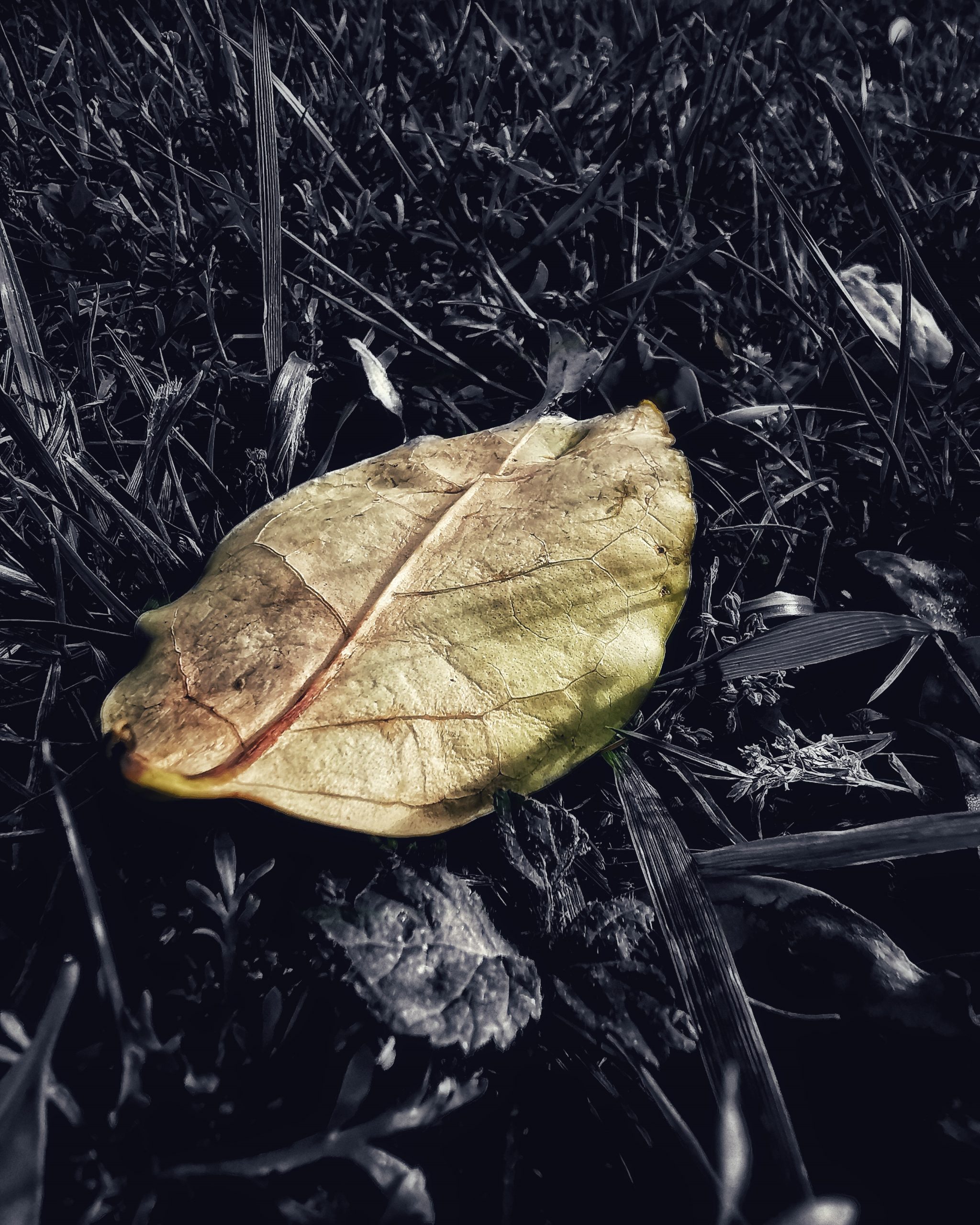 Los pequeños detalles 65 – Fotografía creativa móvil en Barakaldo | Ibarakaldo