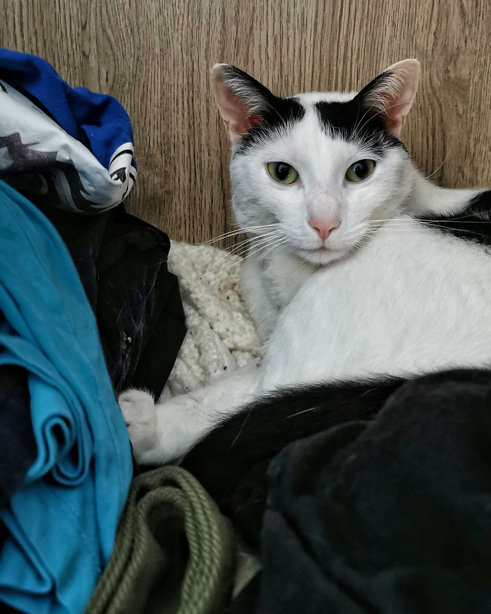 Katu Begirada – Mirada Gatuna 26  | Aventuras y Travesuras de Max El Travieso un Gato Juguetón