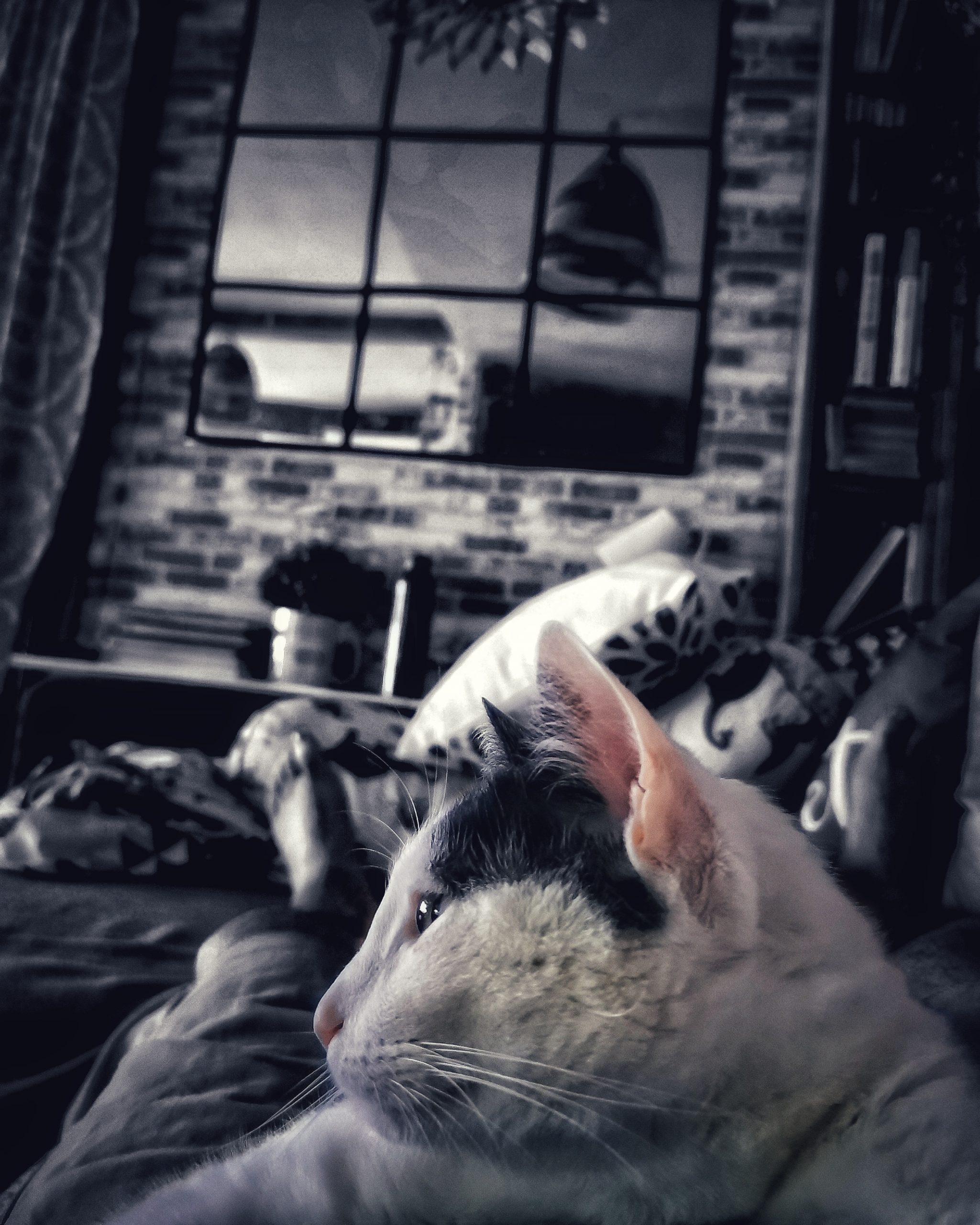 Katu Begirada – Mirada Gatuna 25 | Aventuras y Travesuras de Max El Travieso un Gato Juguetón