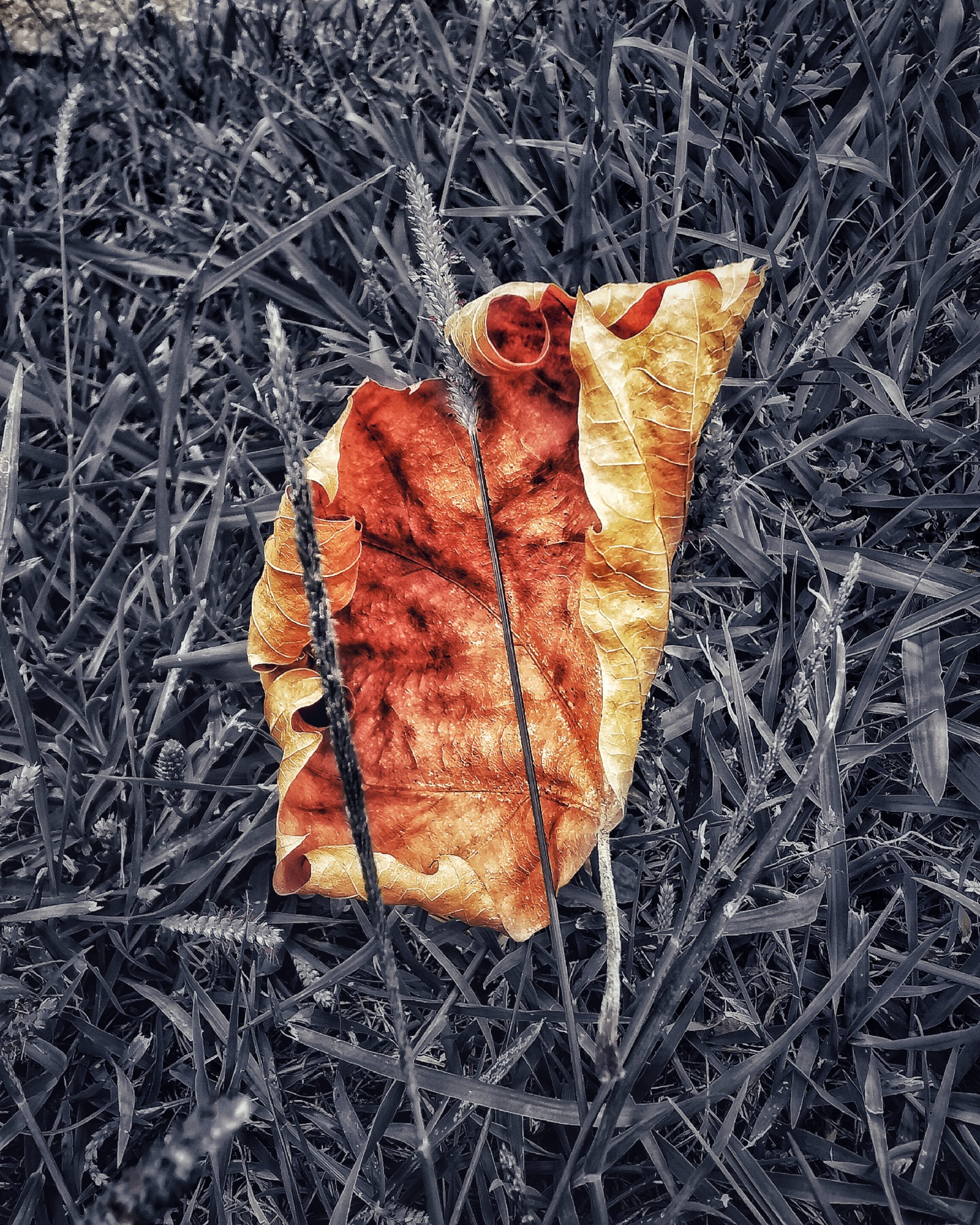 Los pequeños detalles 68 – Fotografía creativa móvil en Barakaldo | Ibarakaldo