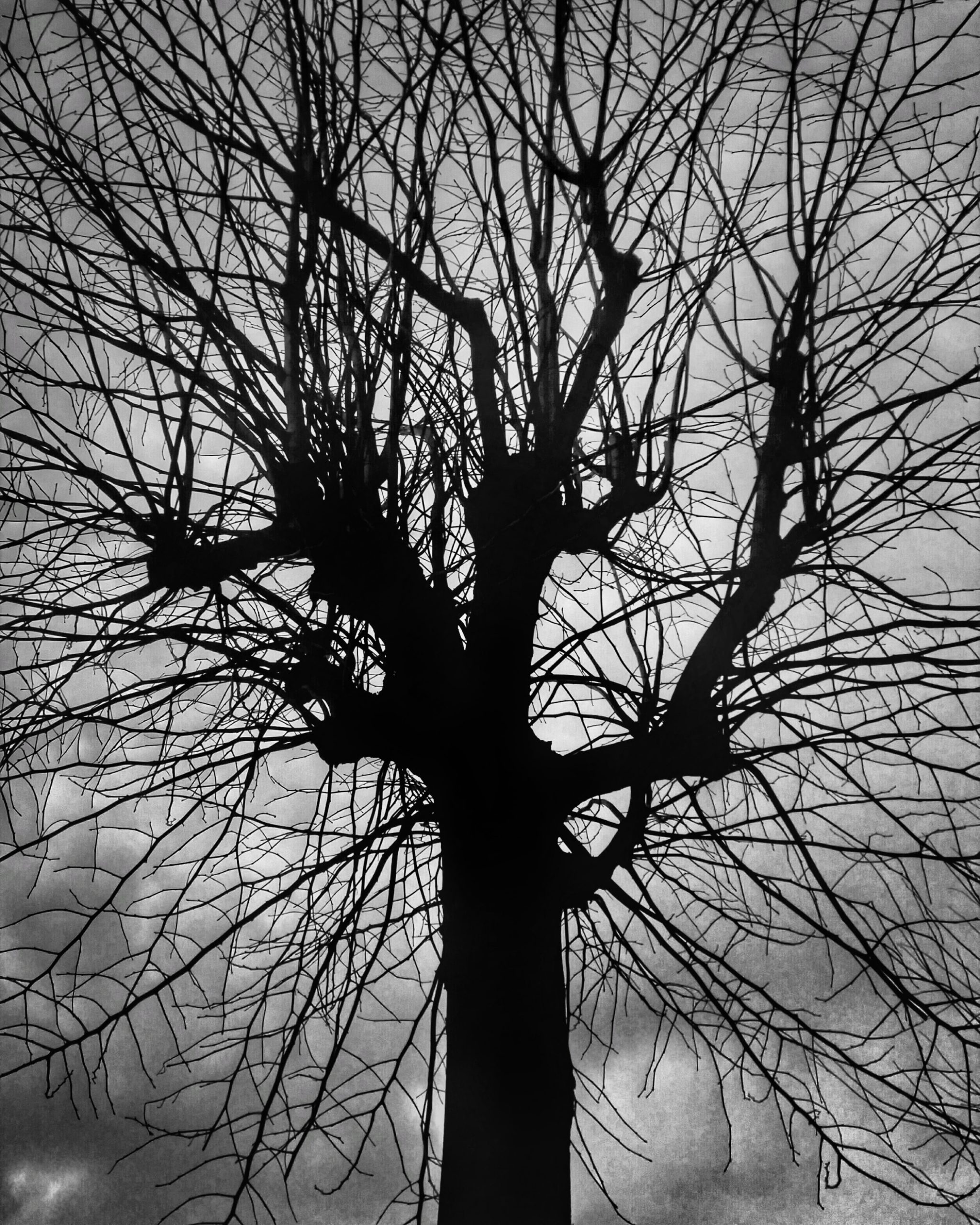 Zuhaitza – Fotografía creativa móvil en Barakaldo | Ibarakaldo