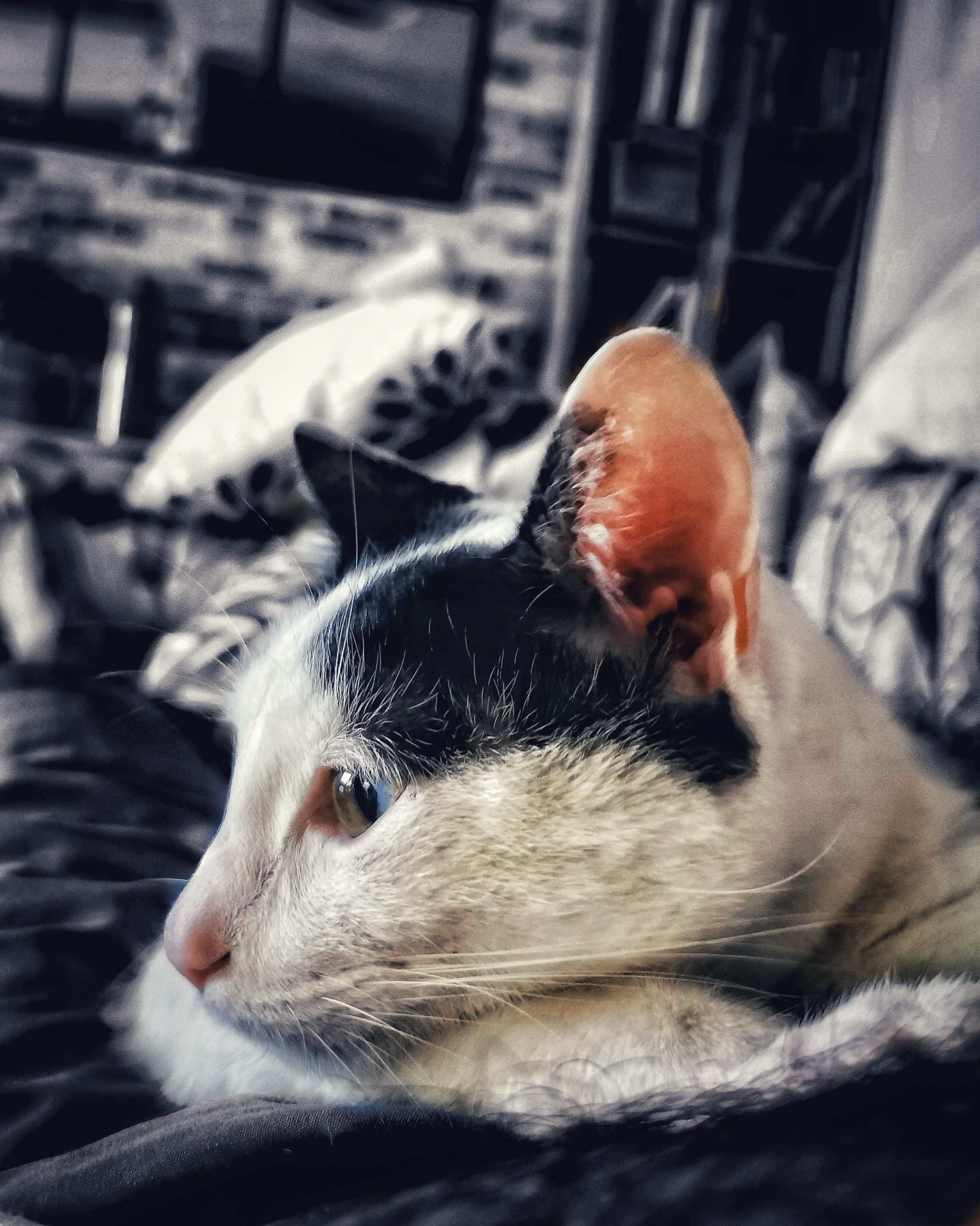 Katu Begirada – Mirada Gatuna 28  | Aventuras y Travesuras de Max El Travieso un Gato Juguetón