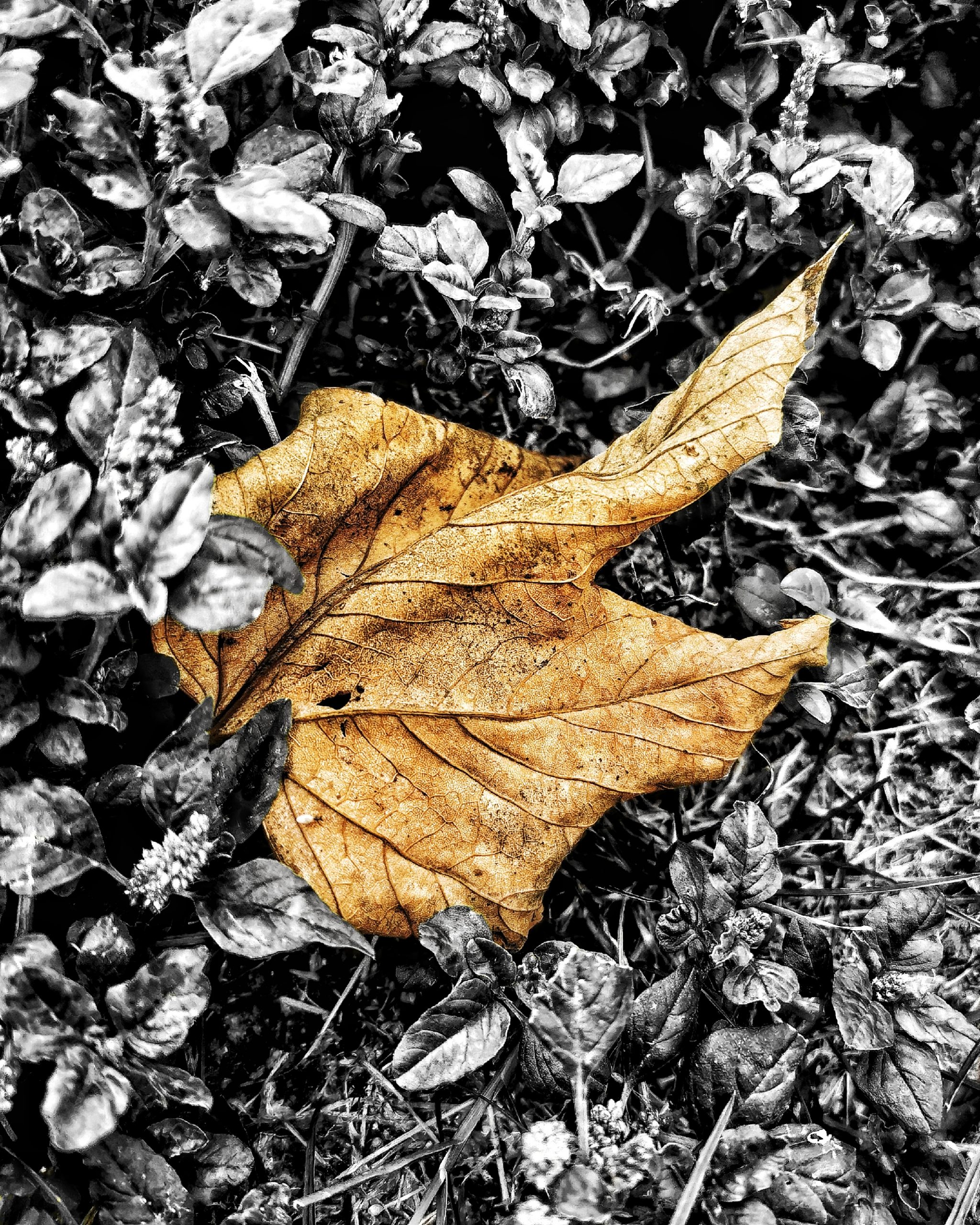 Los pequeños detalles 72 – Fotografía creativa móvil en Barakaldo | Ibarakaldo