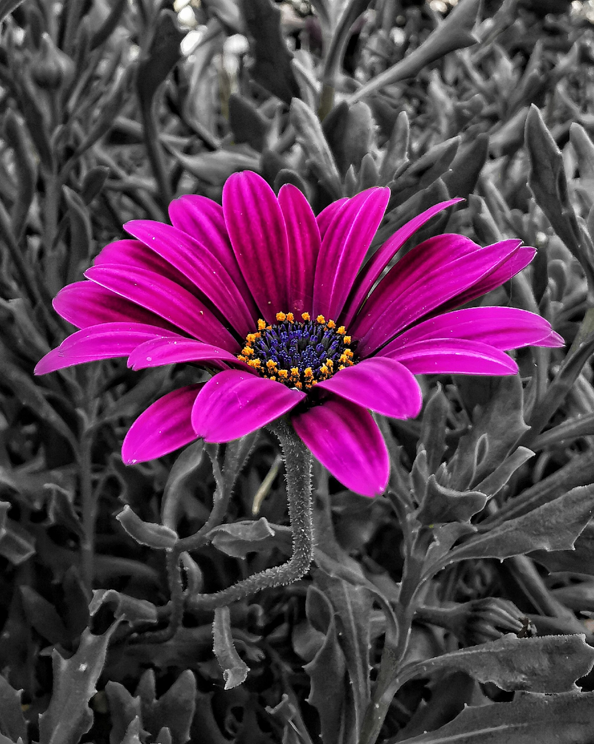 Los pequeños detalles 76  II – Fotografía creativa móvil en Barakaldo | Ibarakaldo