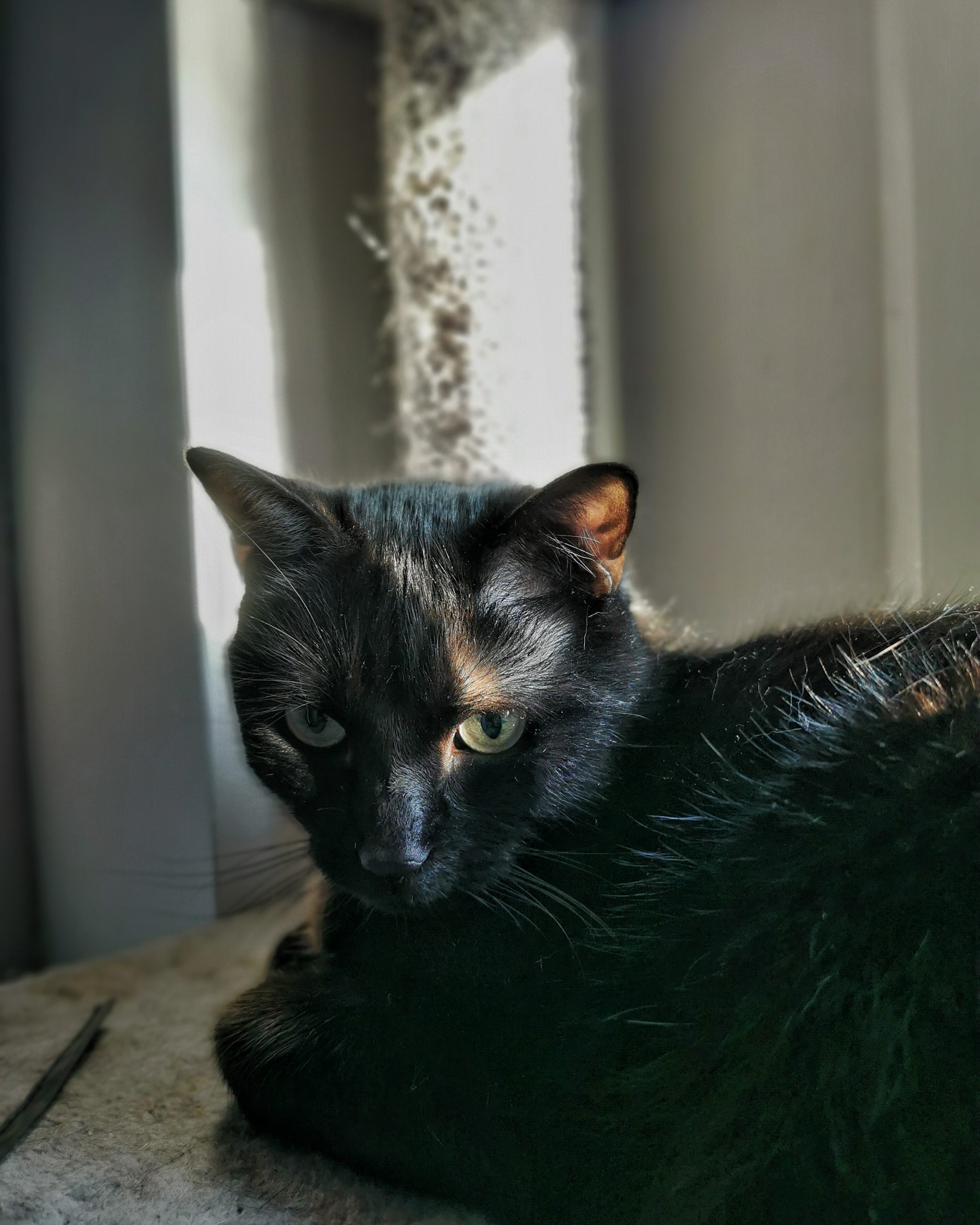 La Mirada del Tigre 4 | Las Aventuras de Beltza La Pantera Negra | Ibarakaldo