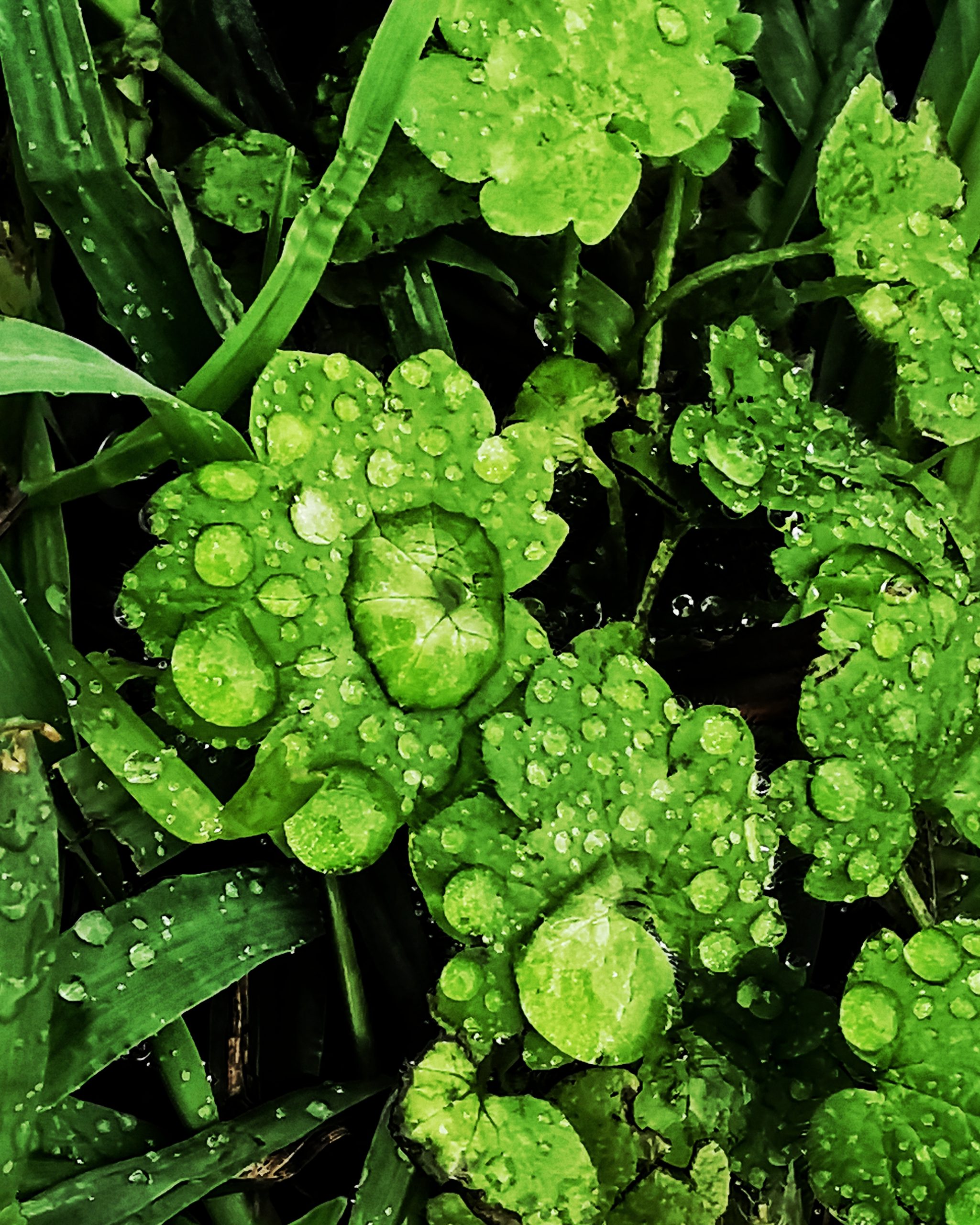 Natura 2 – Fotografía creativa móvil en Barakaldo | Ibarakaldo