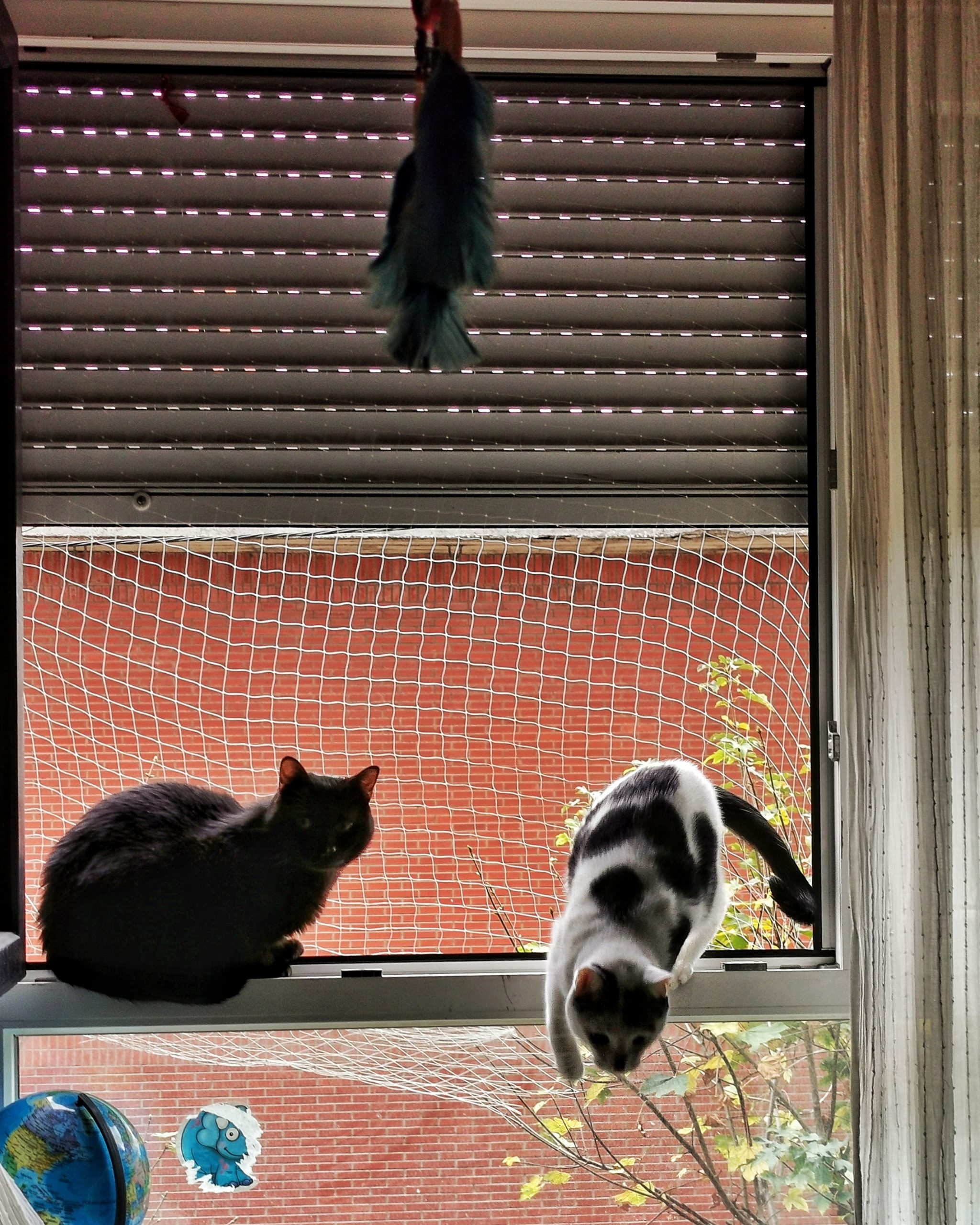 Brothers… Beltza y Max La Familia… – Fotografía creativa móvil en Barakaldo | Ibarakaldo