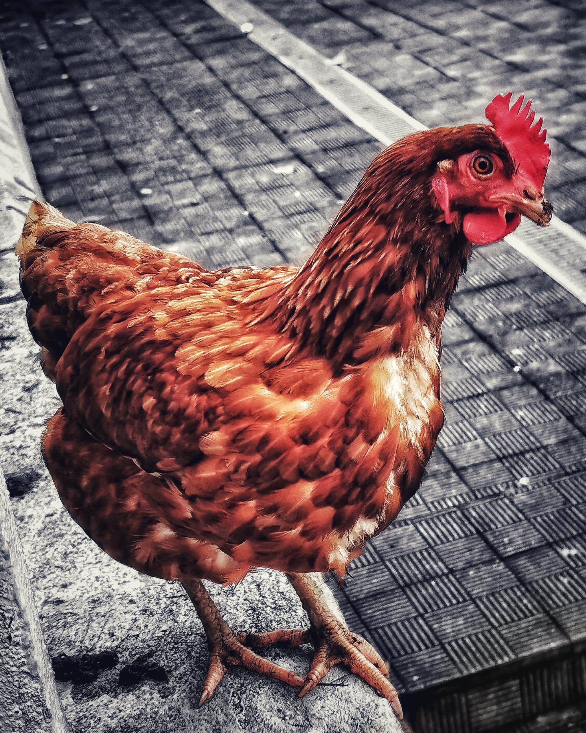 Arriba,arriba, arribaaaa el Gallineroooo | Momentos Splash (Cut Out). Fotografía Creativa Ibarakaldo