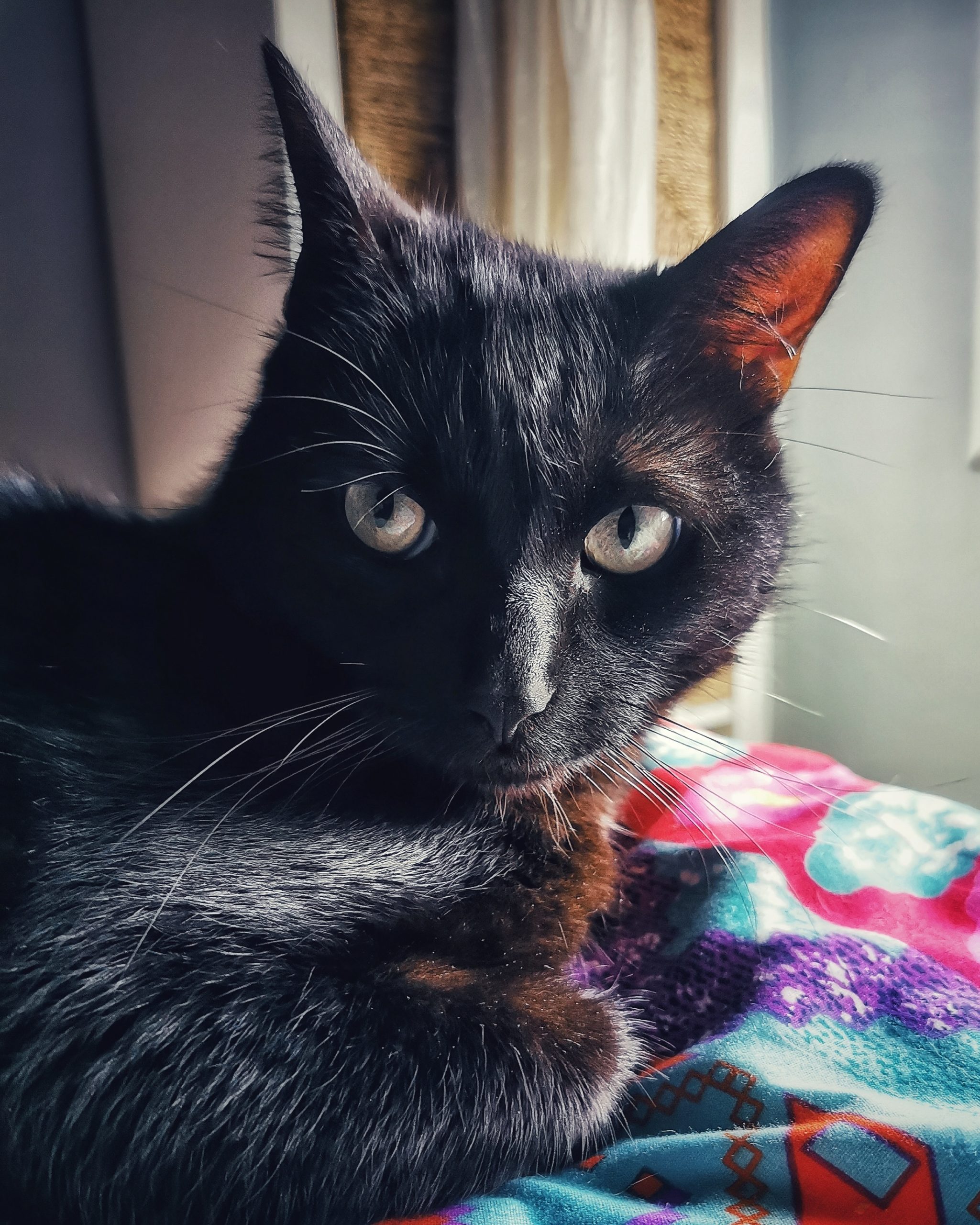 Katu Begirada – Mirada Gatuna 30 | Las Aventuras de Beltza La Pantera Negra | Ibarakaldo