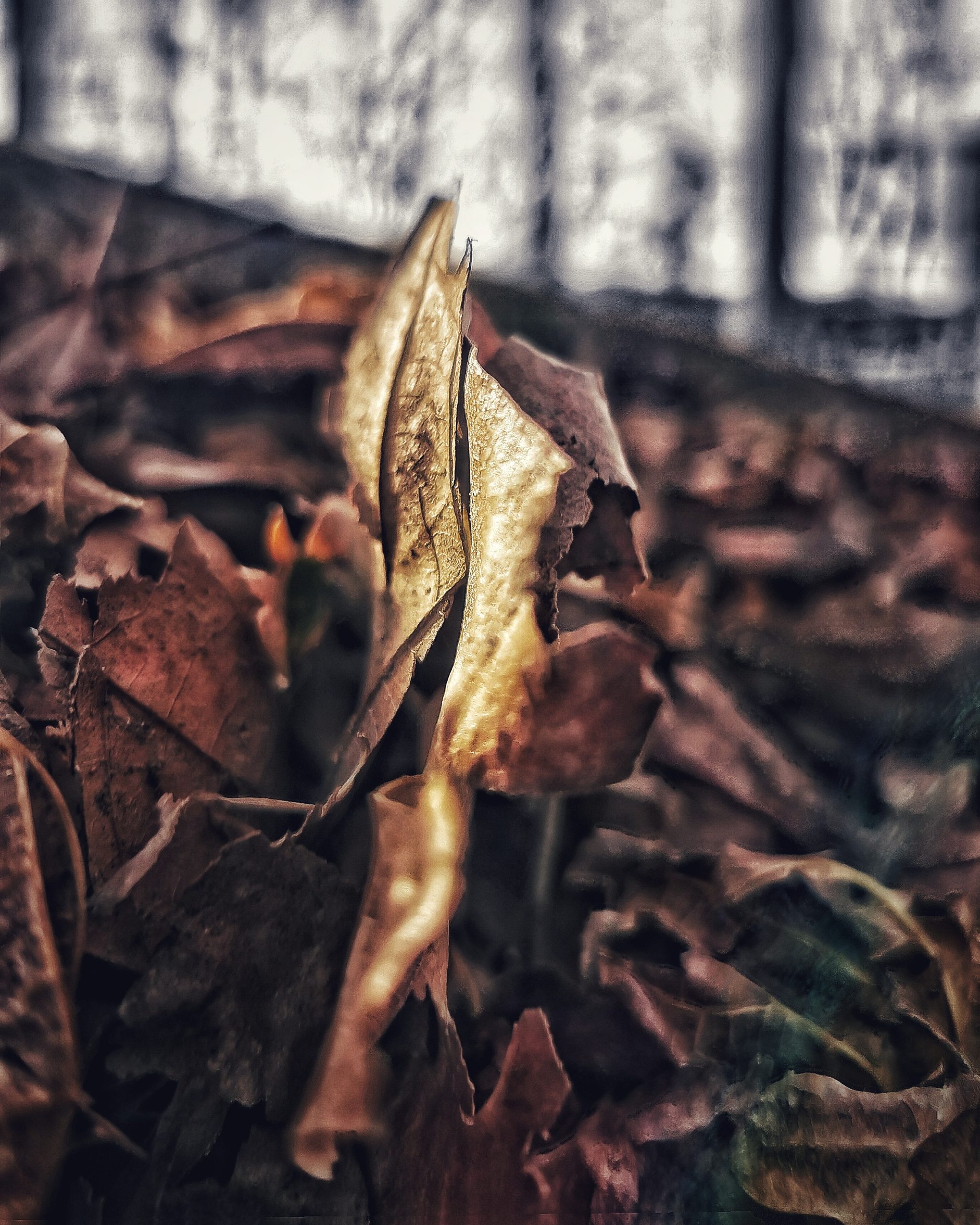 Los pequeños detalles 85 – Fotografía creativa móvil en Barakaldo | Ibarakaldo