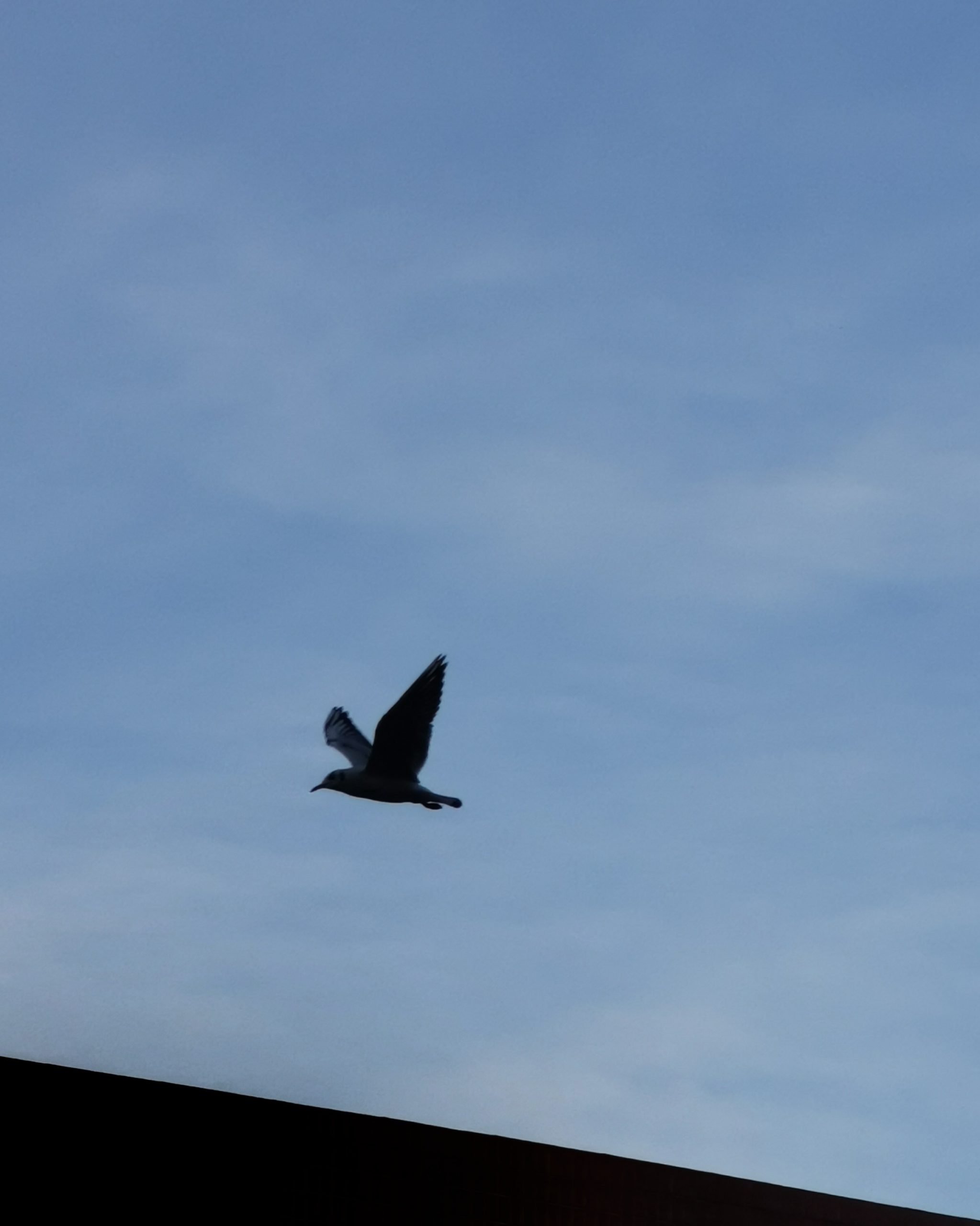 Flying Free 2 – Fotografía creativa móvil en Barakaldo | Ibarakaldo