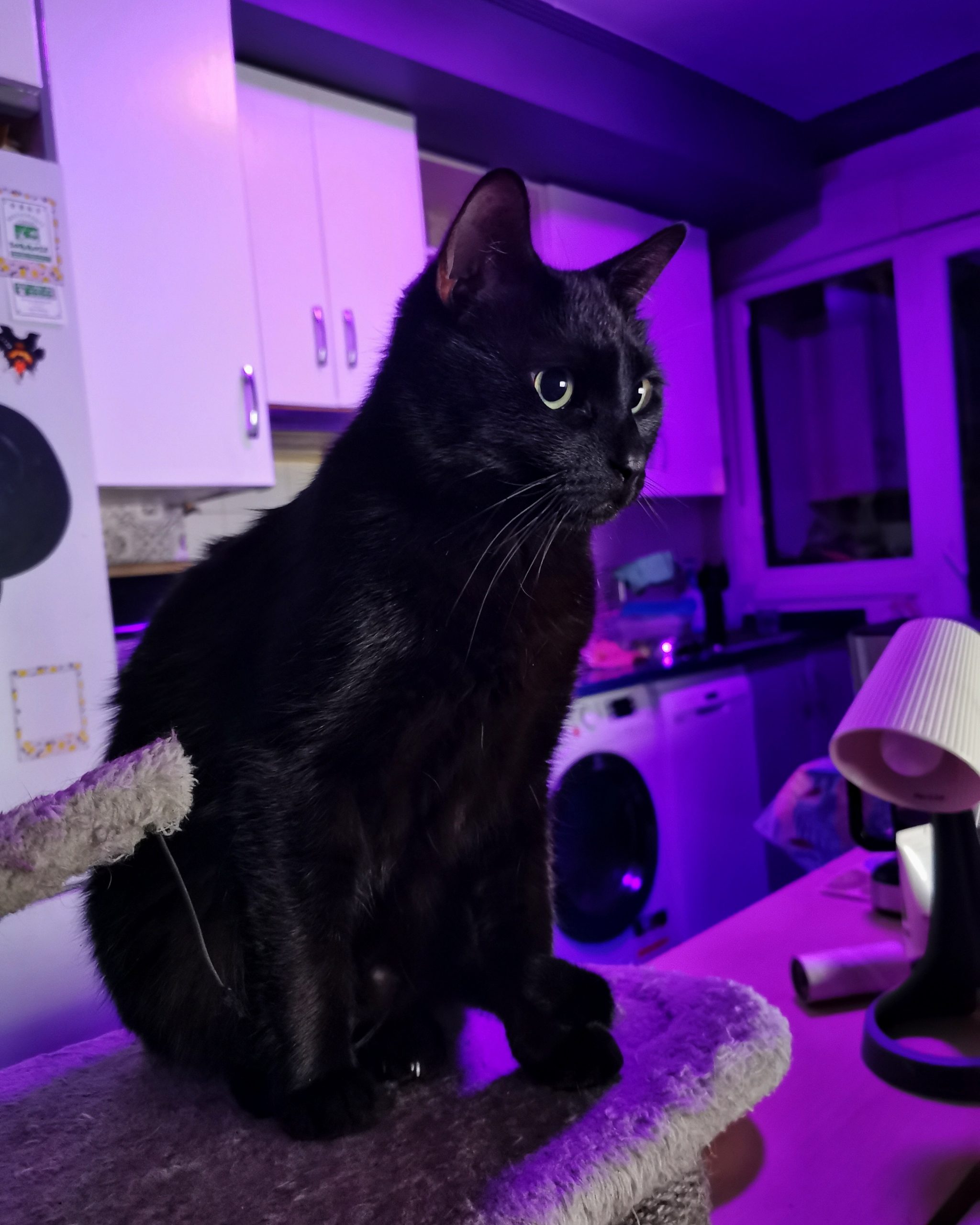 Katu Begirada – Mirada Gatuna 31 | Las Aventuras de Beltza La Pantera Negra | Ibarakaldo