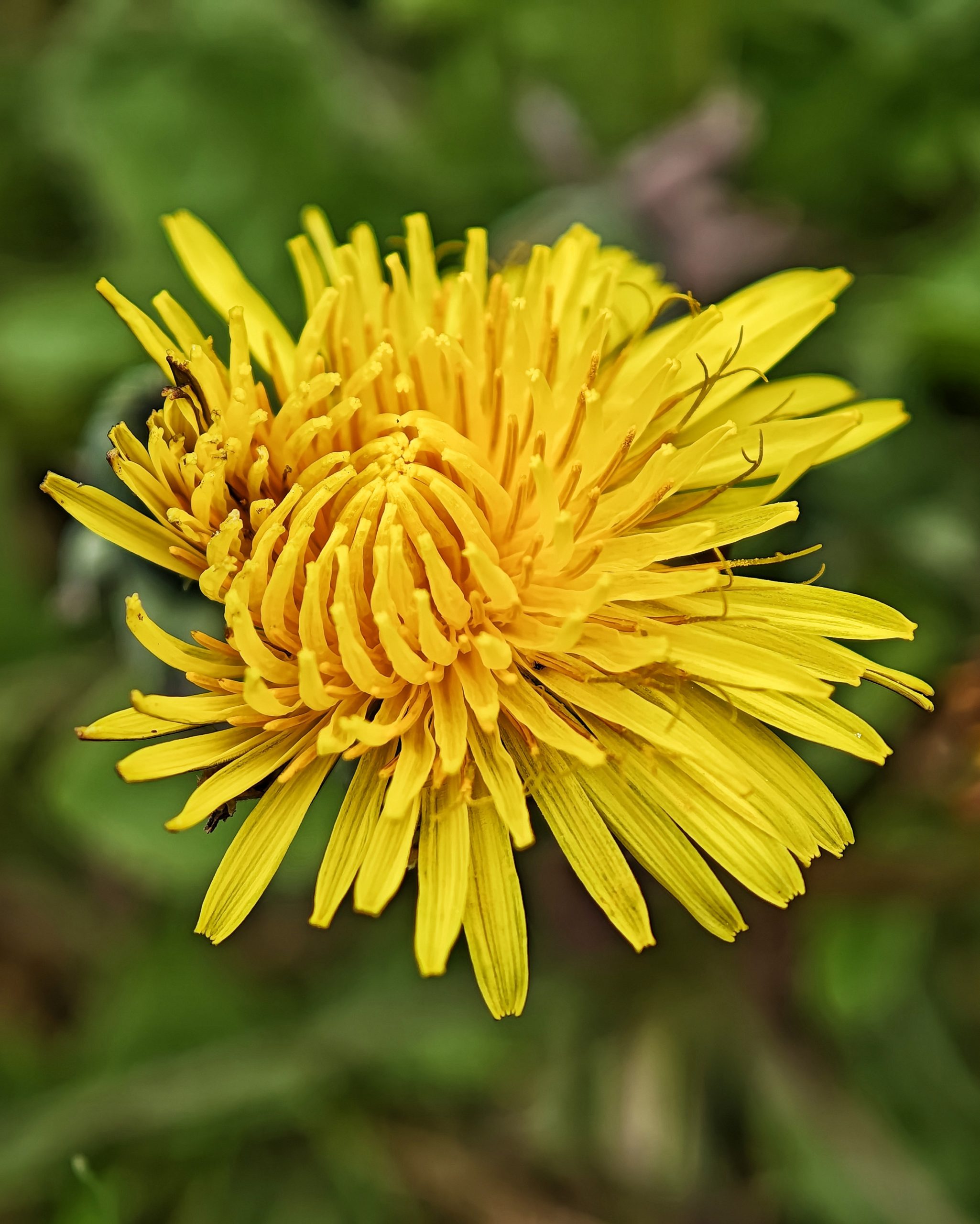 La Primavera – Fotografía creativa móvil en Barakaldo | Ibarakaldo