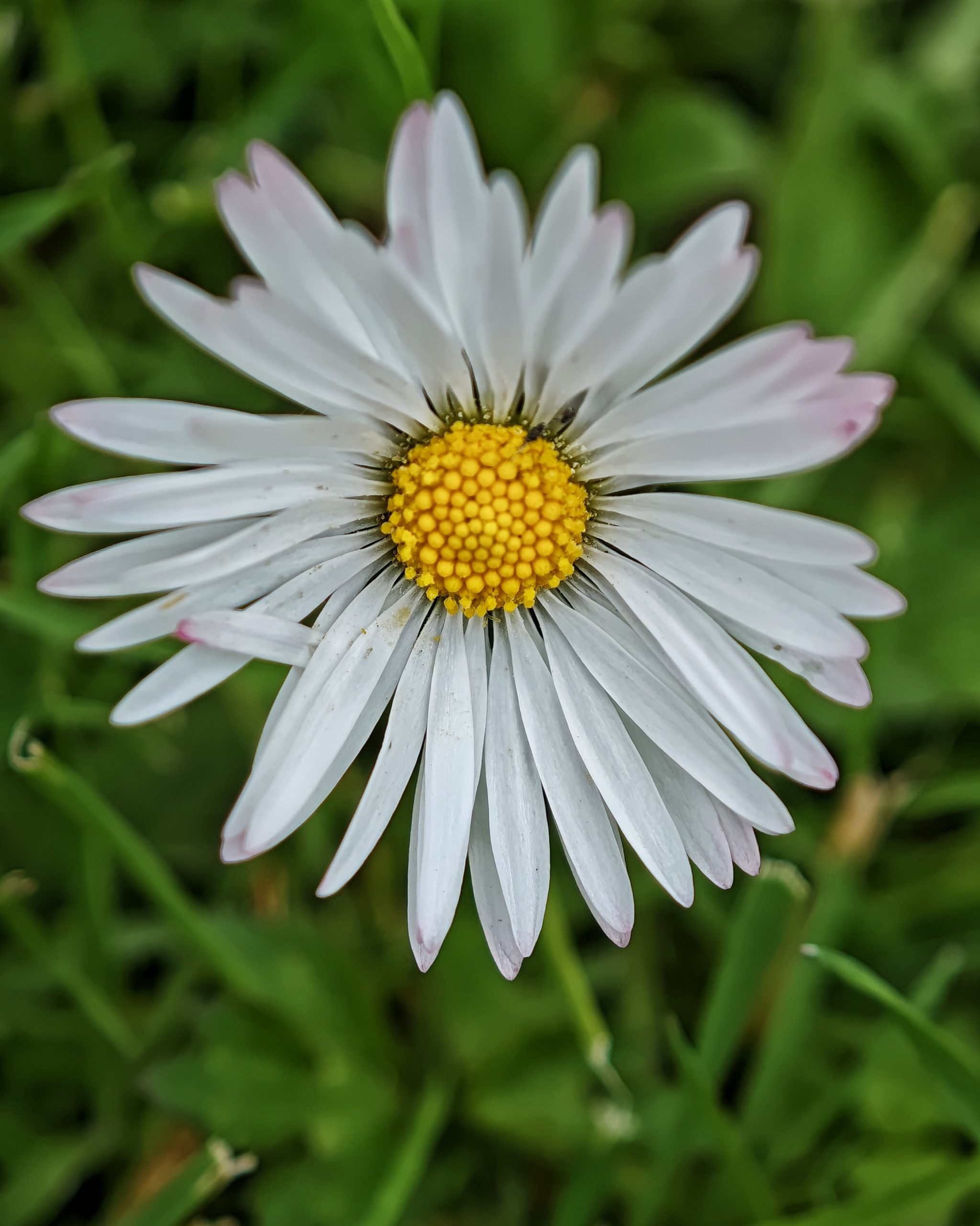 La Primavera 2 – Fotografía creativa móvil en Barakaldo | Ibarakaldo