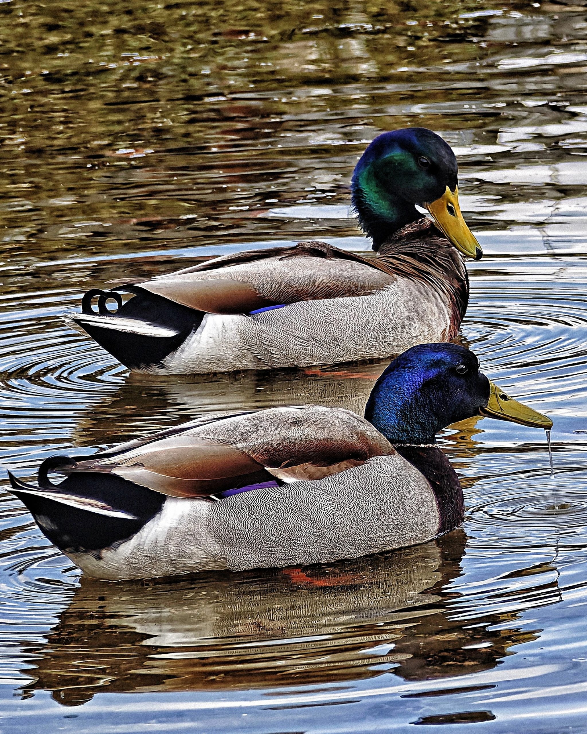 Que viene mama pataaaaa… – Fotografía creativa móvil en Barakaldo | Ibarakaldo