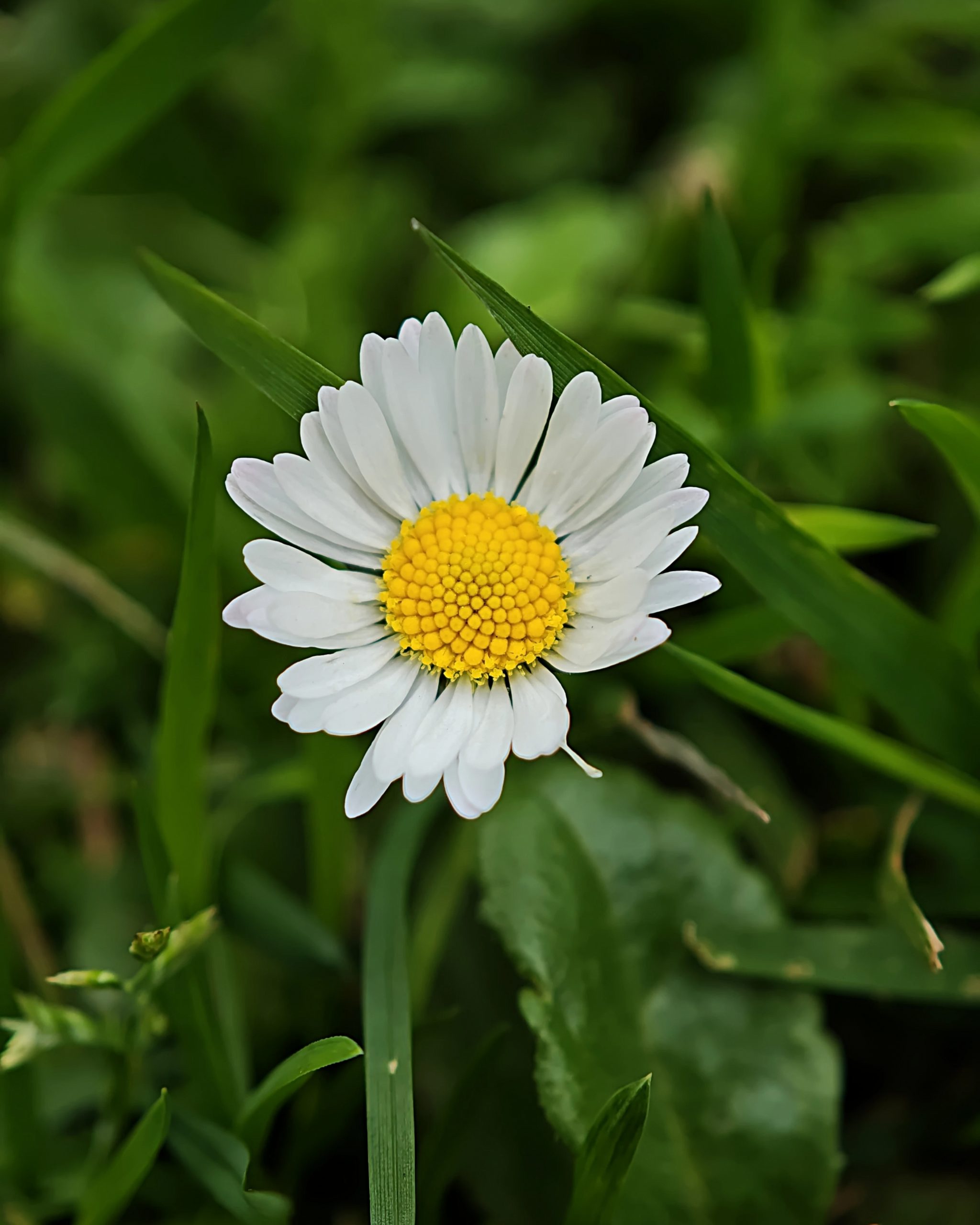 La Primavera 5 – Fotografía creativa móvil en Barakaldo | Ibarakaldo