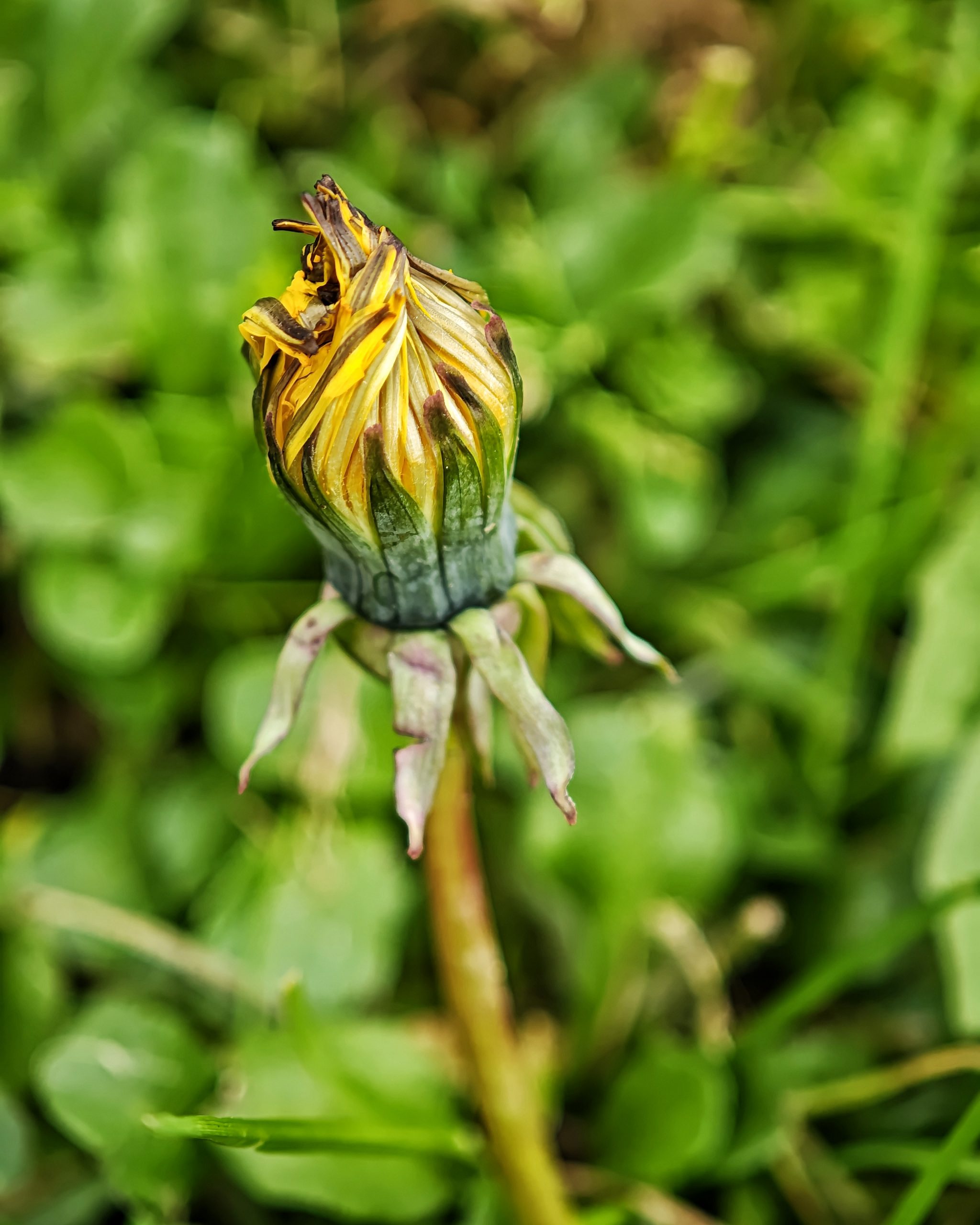 La Primavera 7 – Fotografía creativa móvil en Barakaldo | Ibarakaldo