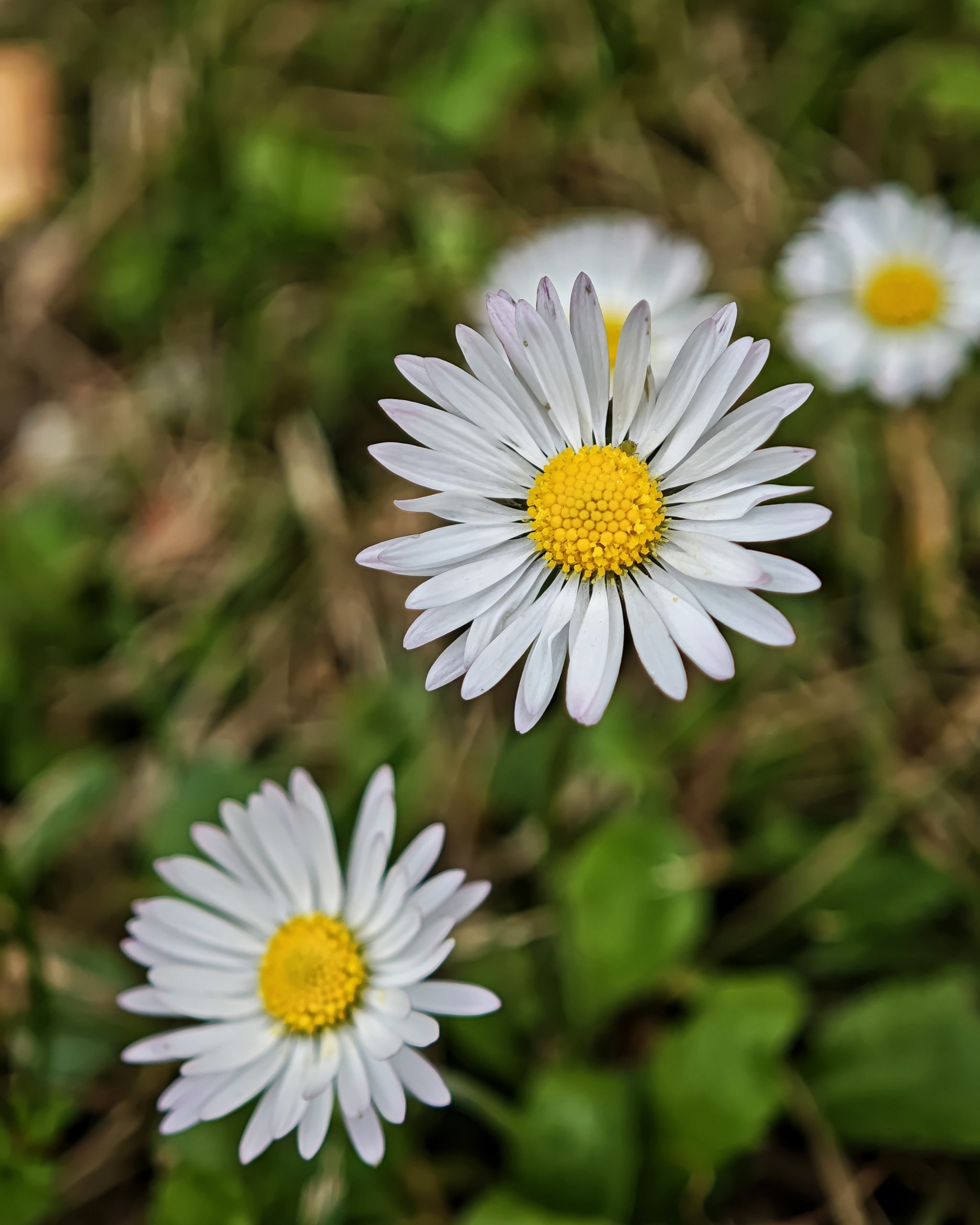 La Primavera 8 – Fotografía creativa móvil en Barakaldo | Ibarakaldo