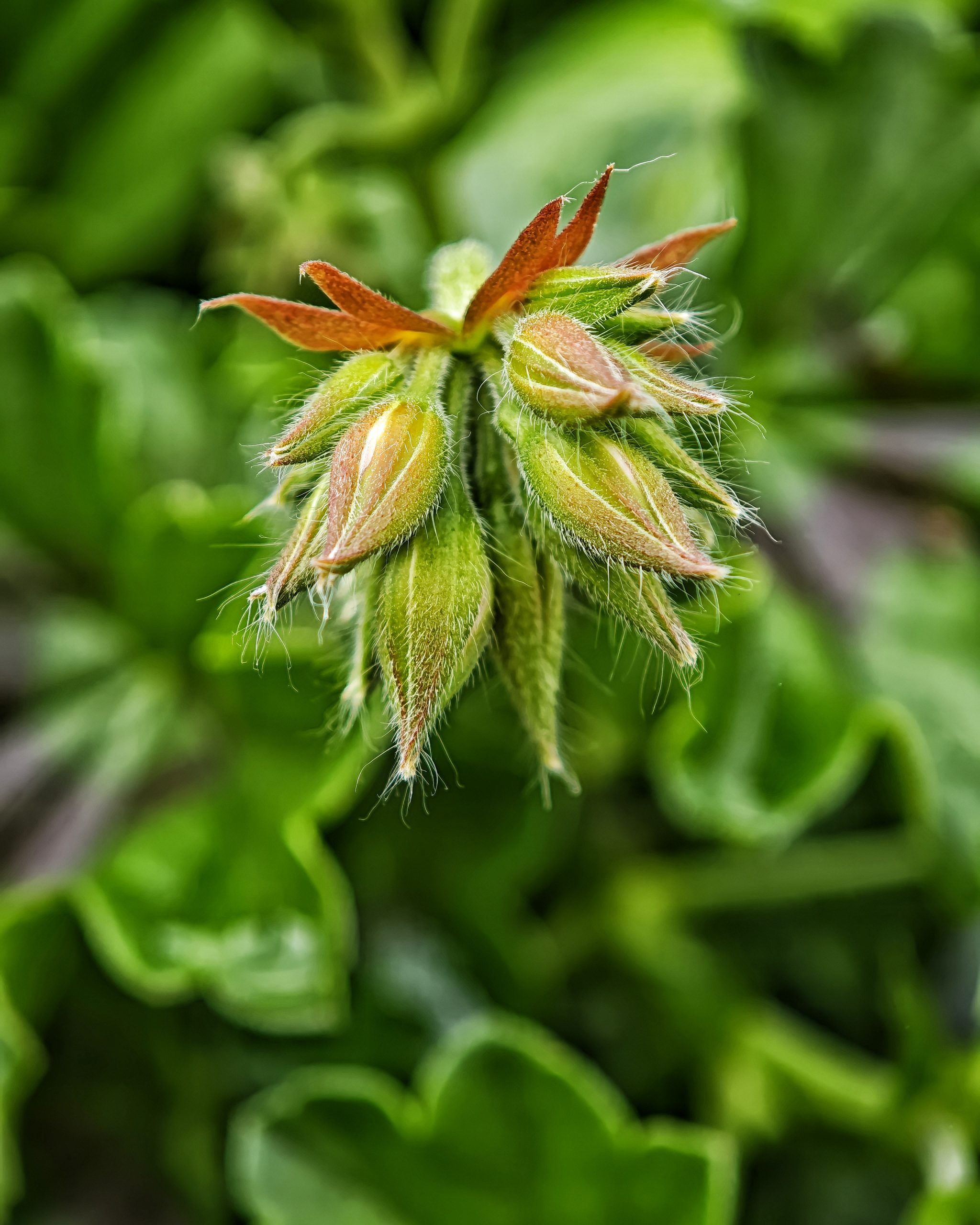 La Primavera 9  – Fotografía creativa móvil en Barakaldo | Ibarakaldo