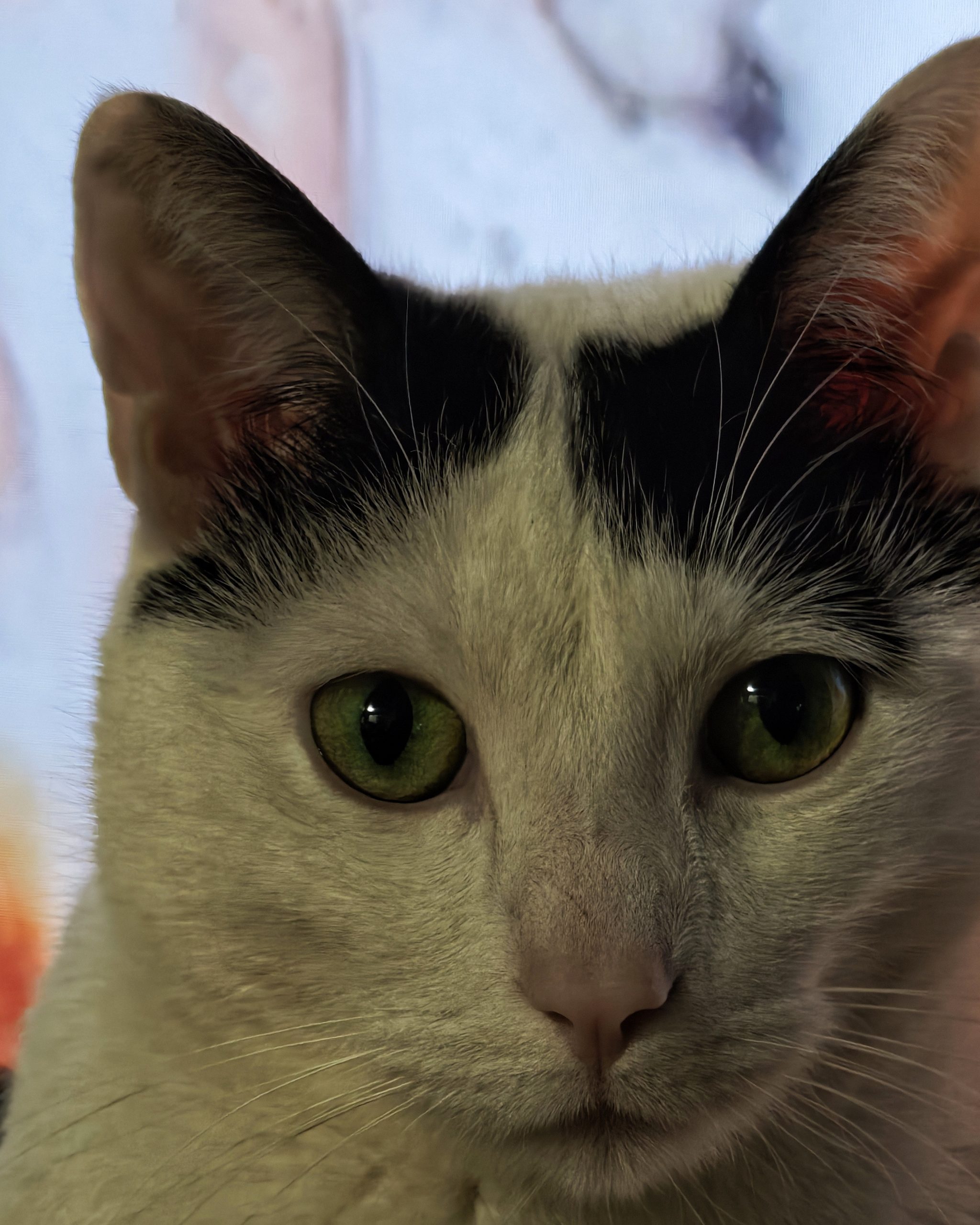 Katu Begirada – Mirada Gatuna 32  | Aventuras y Travesuras de Max El Travieso un Gato Juguetón