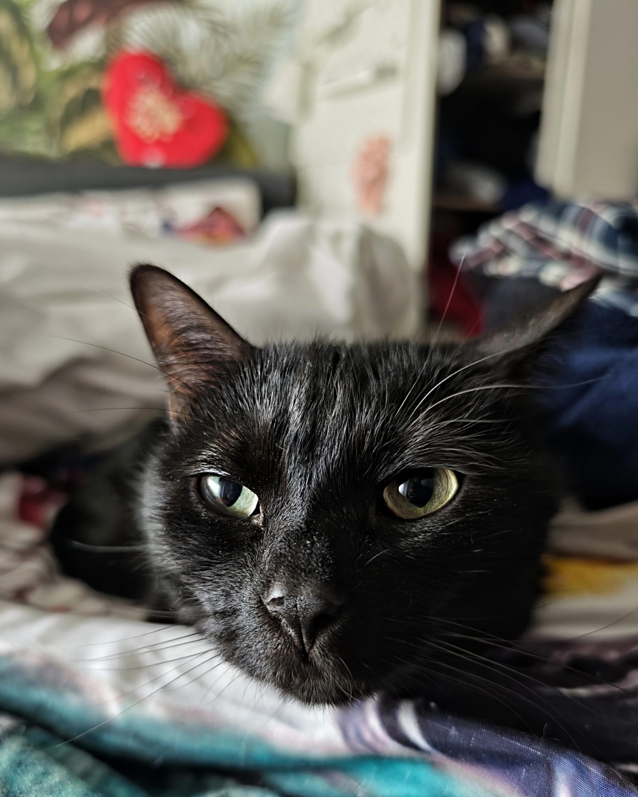 Katu Begirada – Mirada Gatuna 33 | Las Aventuras de Beltza La Pantera Negra | Ibarakaldo