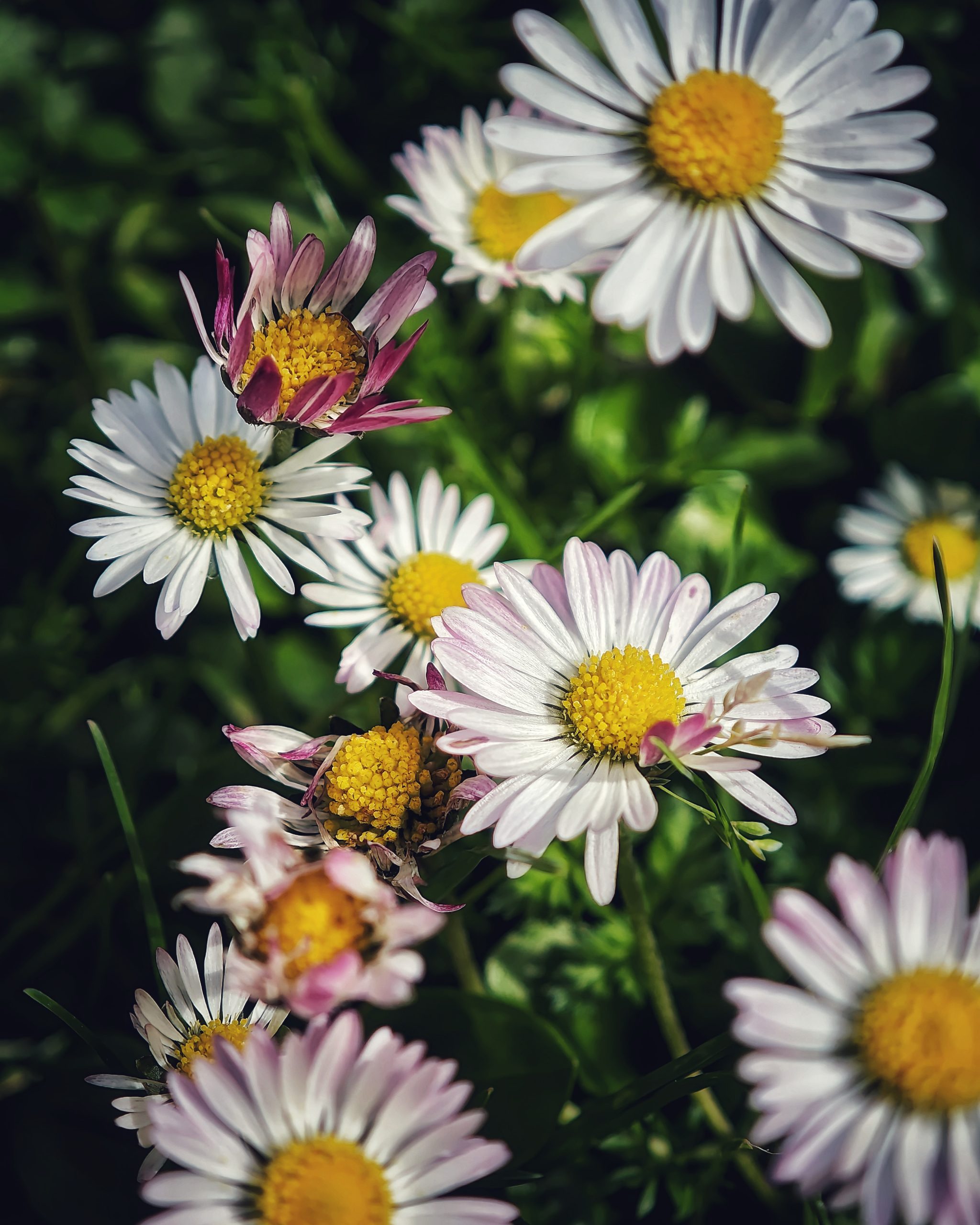 La Primavera 12 – Fotografía creativa móvil en Barakaldo | Ibarakaldo