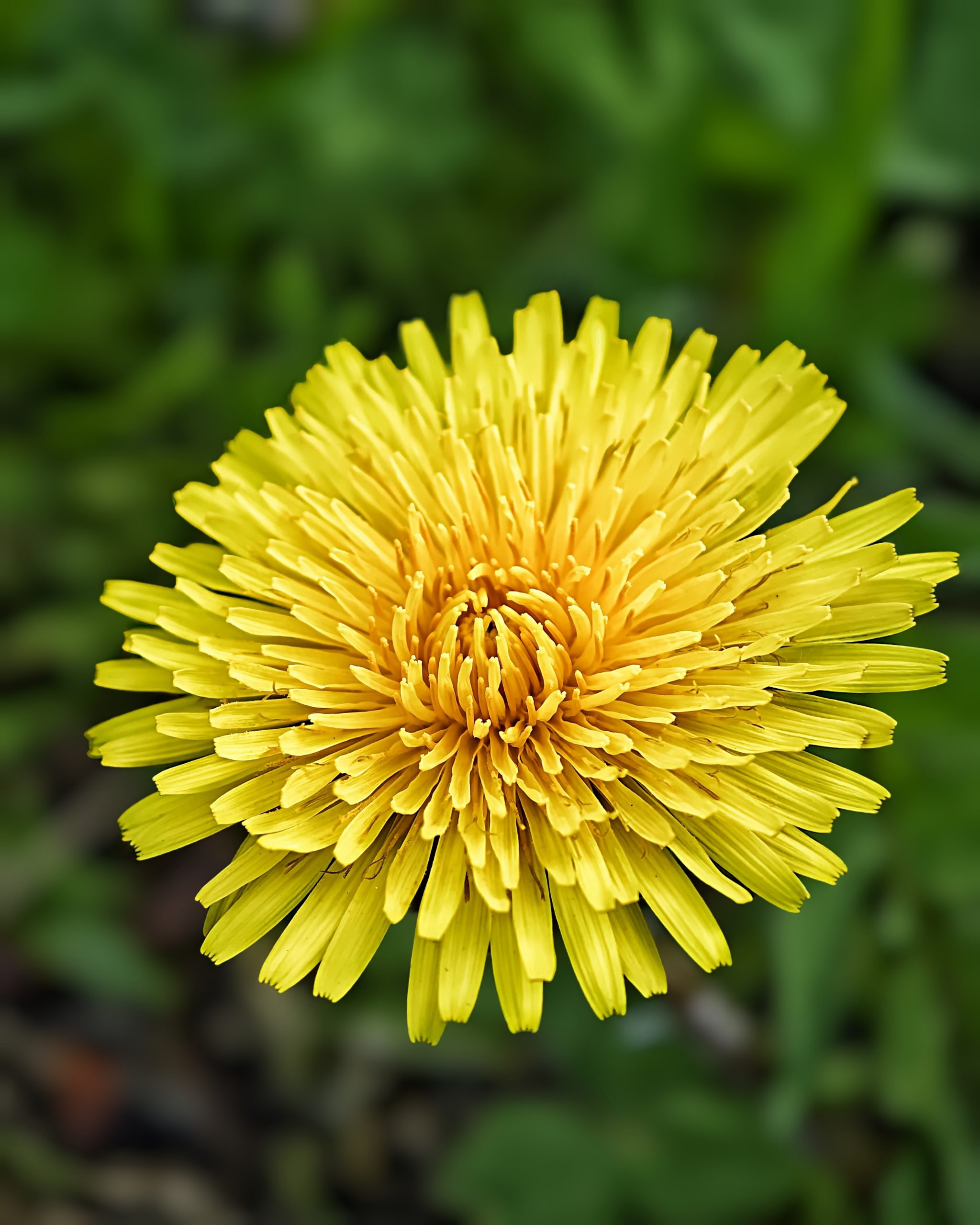 La Primavera 11 – Fotografía creativa móvil en Barakaldo | Ibarakaldo