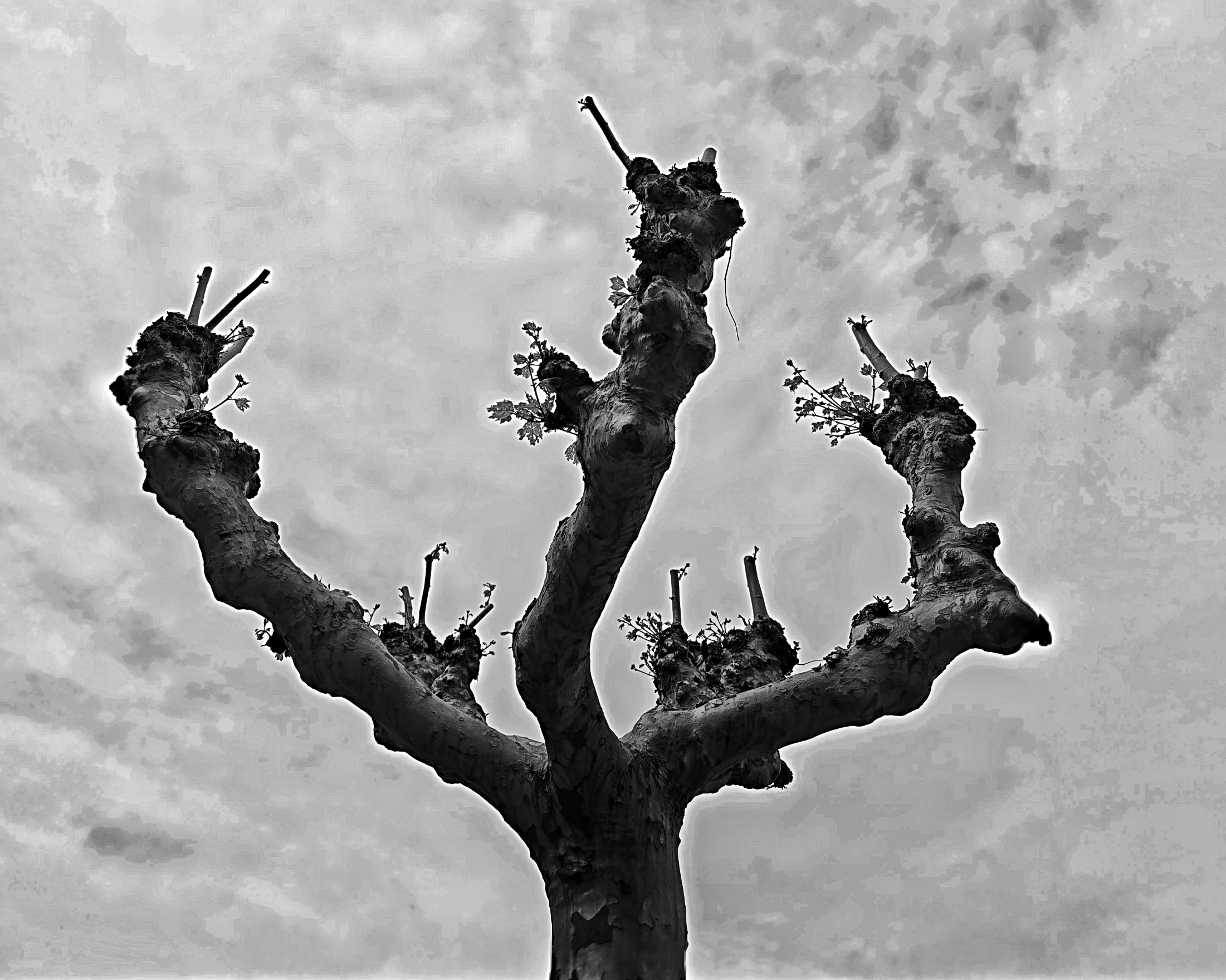 Crecer,raices… – Fotografía creativa móvil en Barakaldo | Ibarakaldo