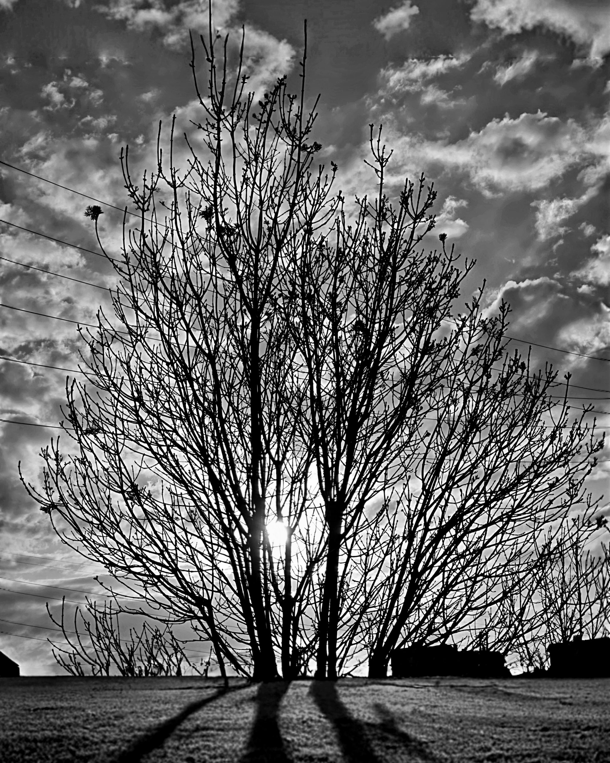 El arbol de la Vida  – Fotografía creativa móvil en Barakaldo | Ibarakaldo