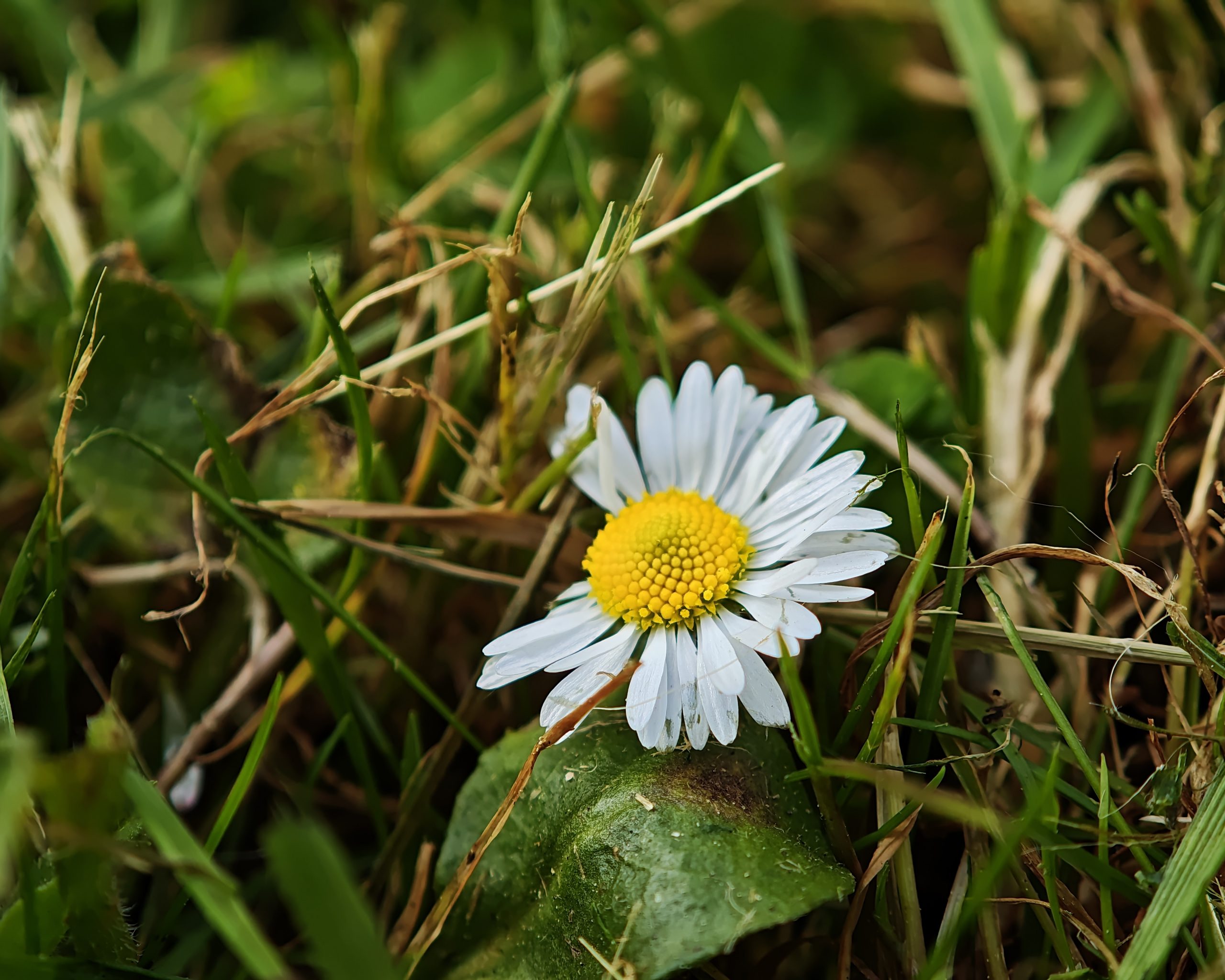 La Primavera 15 – Fotografía creativa móvil en Barakaldo | Ibarakaldo