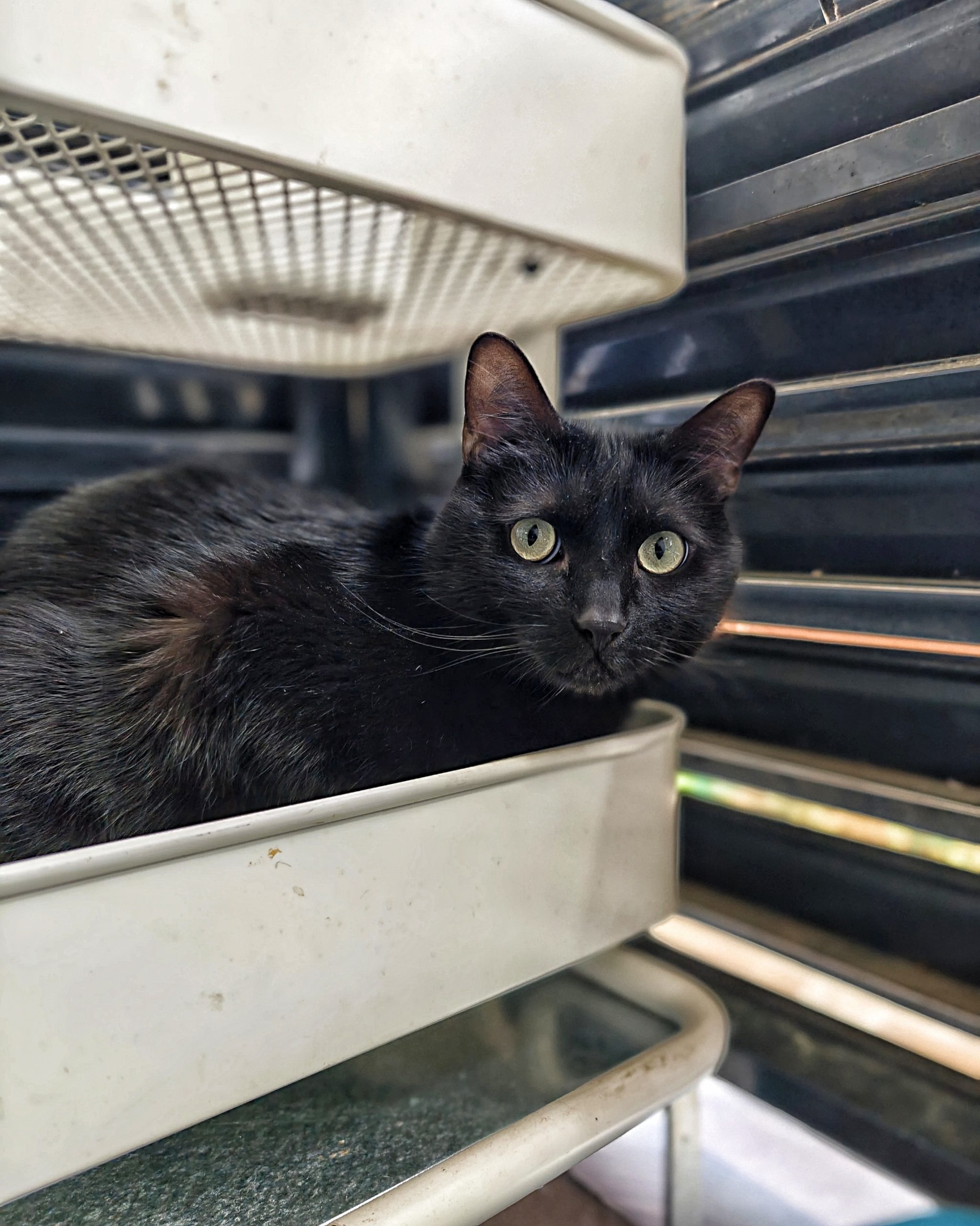 Katu Begirada – Mirada Gatuna 38 | Las Aventuras de Beltza La Pantera Negra | Ibarakaldo