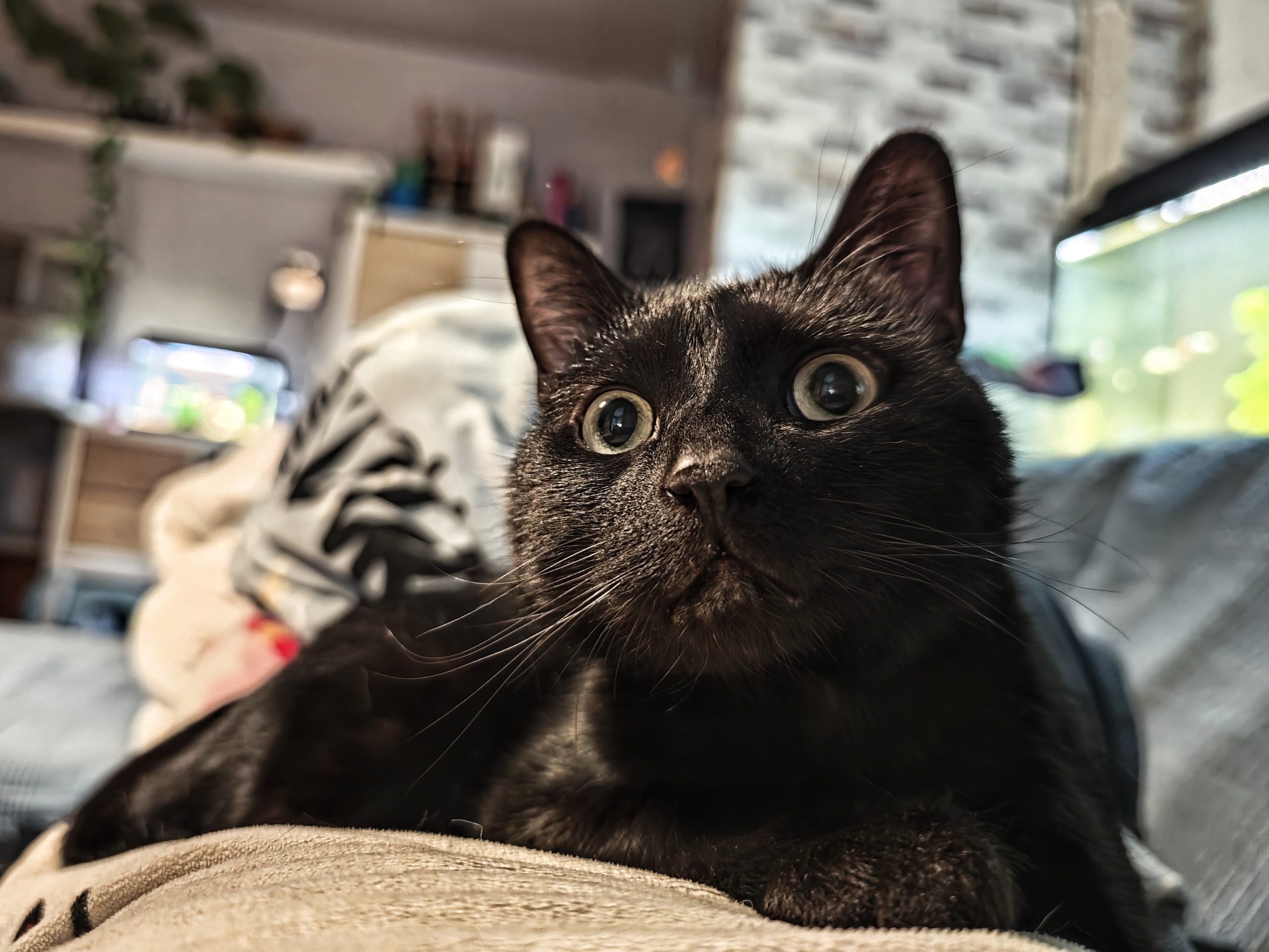 Katu Begirada – Mirada Gatuna 39 | Las Aventuras de Beltza La Pantera Negra | Ibarakaldo