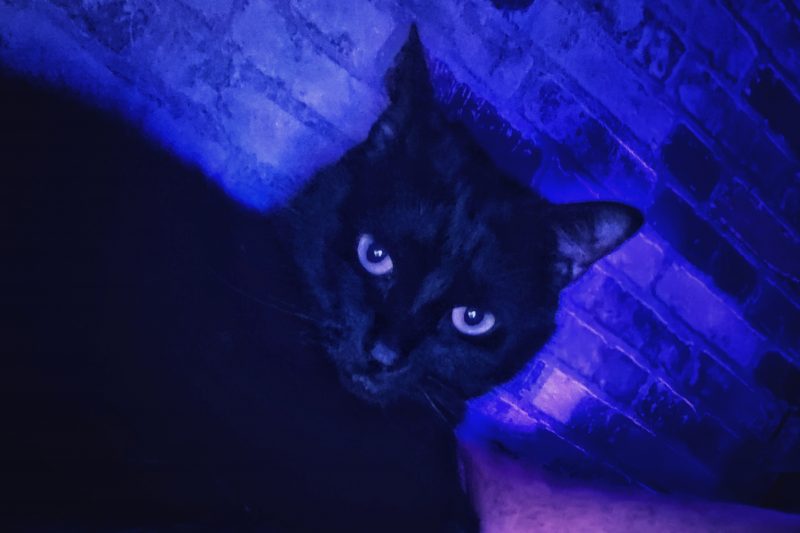 Soy BATMAN | Las Aventuras de Beltza La Pantera Negra | Ibarakaldo