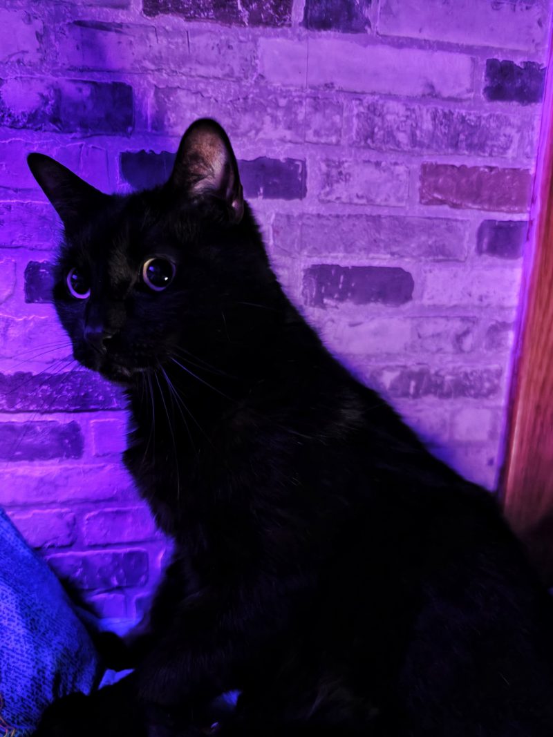 Katu Begirada – Mirada Gatuna 40 | Las Aventuras de Beltza La Pantera Negra | Ibarakaldo