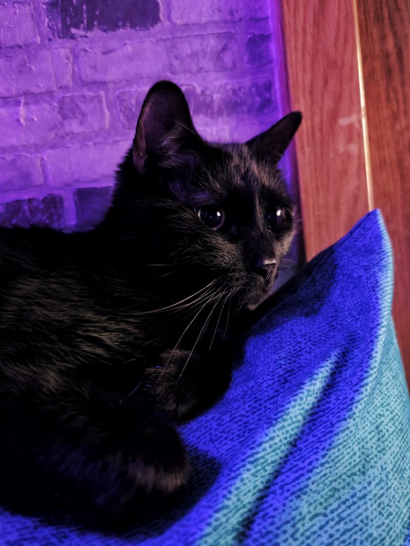 Katu Begirada – Mirada Gatuna 41 | Las Aventuras de Beltza La Pantera Negra | Ibarakaldo