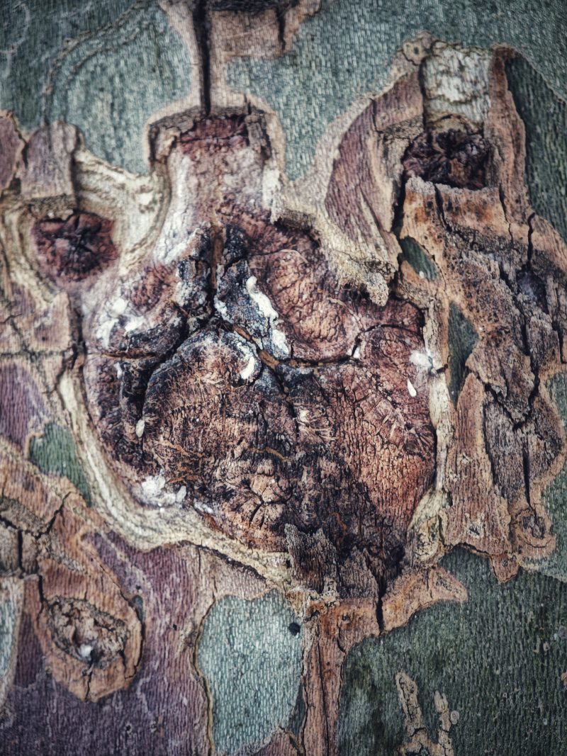 FUNNY. Carlino Pug – Fotografía creativa móvil en Barakaldo | Ibarakaldo