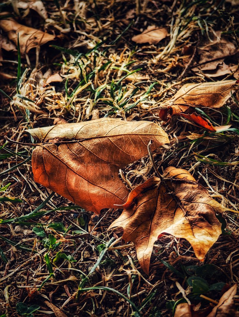 Memorias de Otoño  – Fotografía creativa móvil en Barakaldo | Ibarakaldo