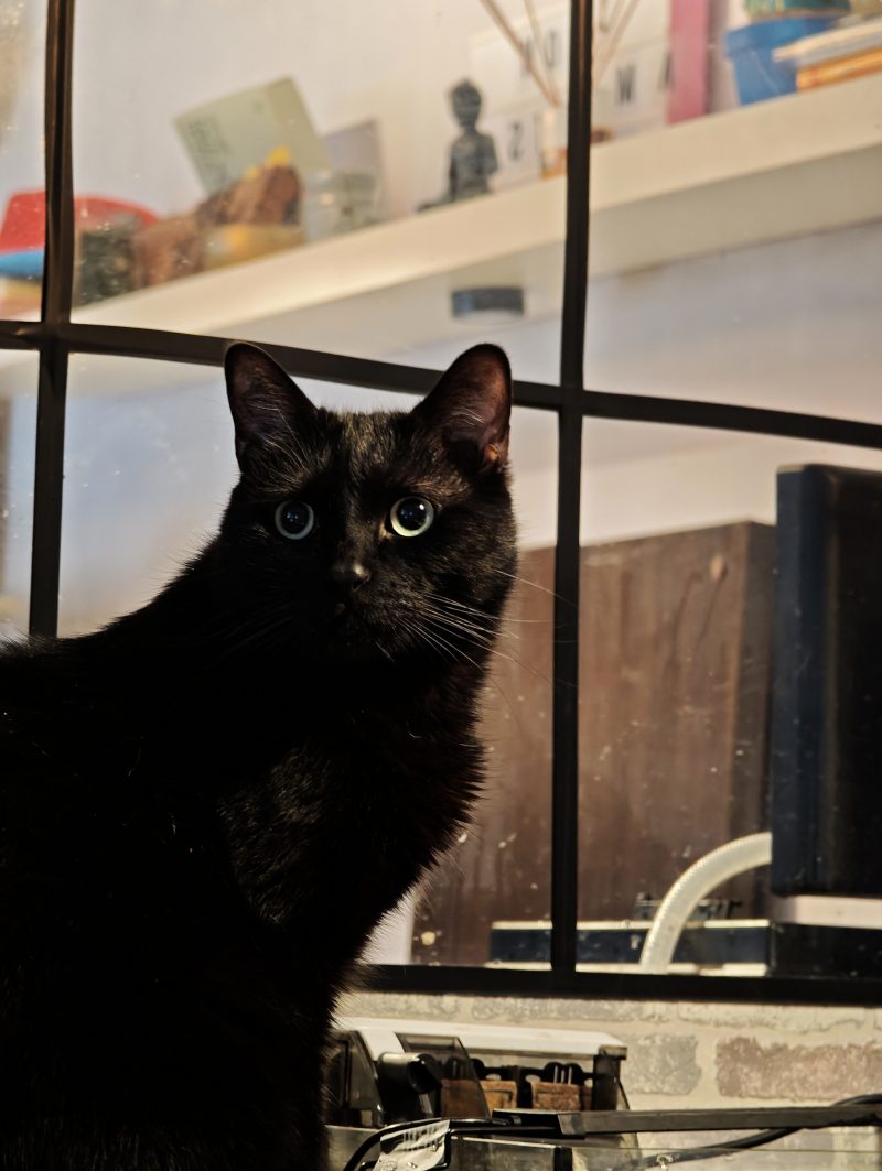 Katu Begirada – Mirada Gatuna 43 |  Las Aventuras de Beltza La Pantera Negra | Ibarakaldo