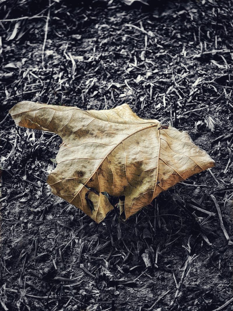 Los pequeños detalles 89– Fotografía creativa móvil en Barakaldo | Ibarakaldo