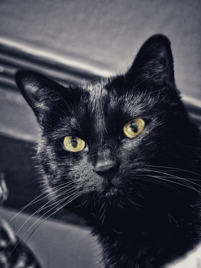 Katu Begirada – Mirada Gatuna 44 | Las Aventuras de Beltza La Pantera Negra | Ibarakaldo