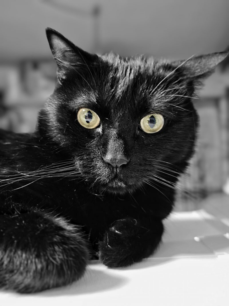 Katu Begirada – Mirada Gatuna 45 | Las Aventuras de Beltza La Pantera Negra | Ibarakaldo