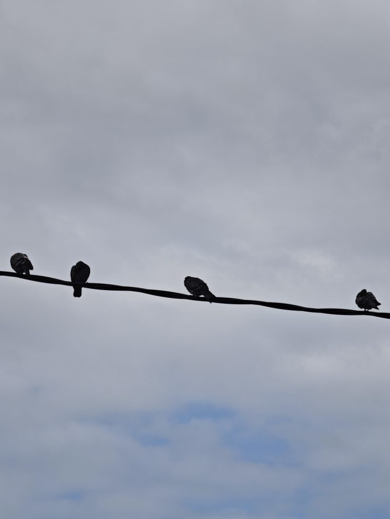 Asamblea – Fotografía creativa móvil en Barakaldo | Ibarakaldo