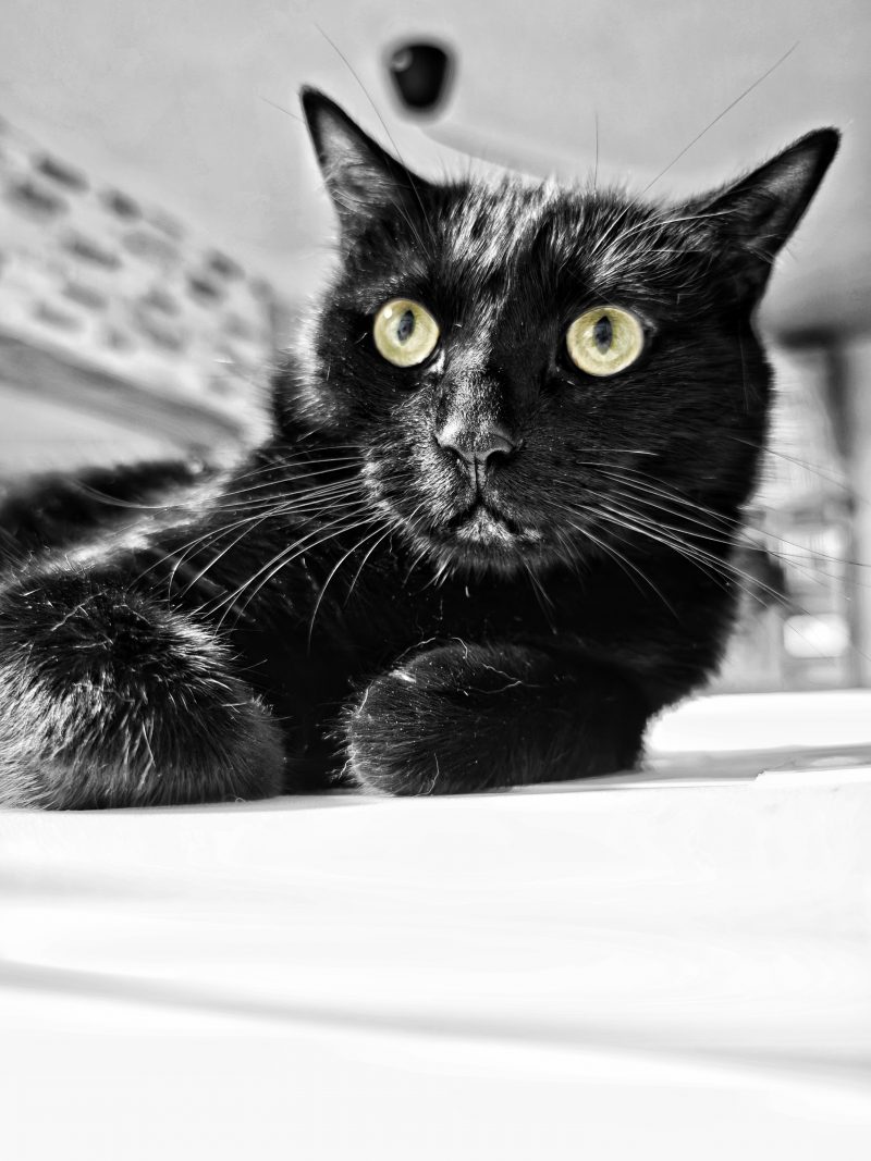 Katu Begirada – Mirada Gatuna 46 | Las Aventuras de Beltza La Pantera Negra | Ibarakaldo