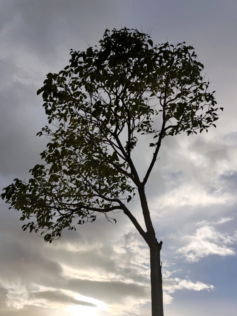 Crecer 13 – Fotografía creativa móvil en Barakaldo | Ibarakaldo