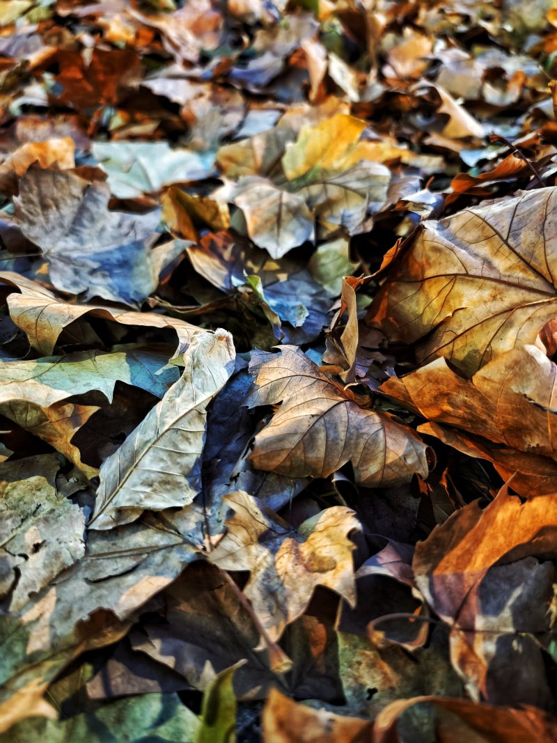 La naturaleza no tiene prisa… – Fotografía creativa móvil en Barakaldo | Ibarakaldo