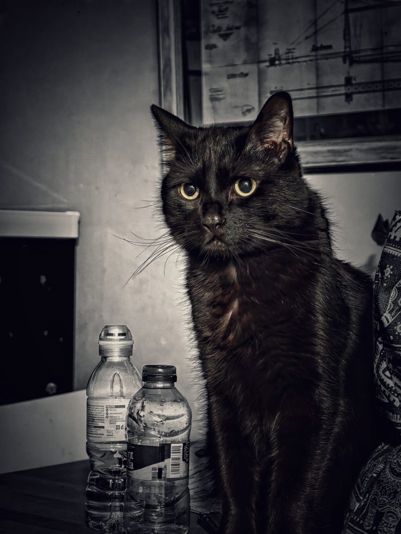 Katu Begirada – Mirada Gatuna 47 | Las Aventuras de Beltza La Pantera Negra | Ibarakaldo